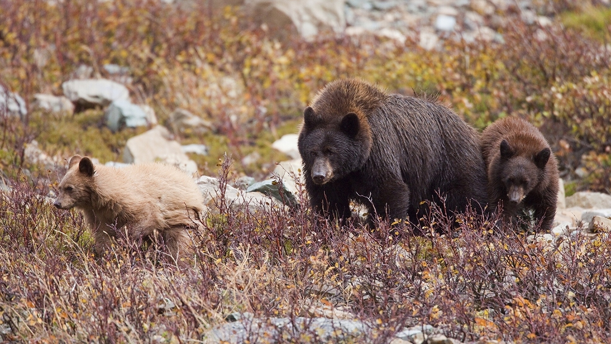 Countryside bears