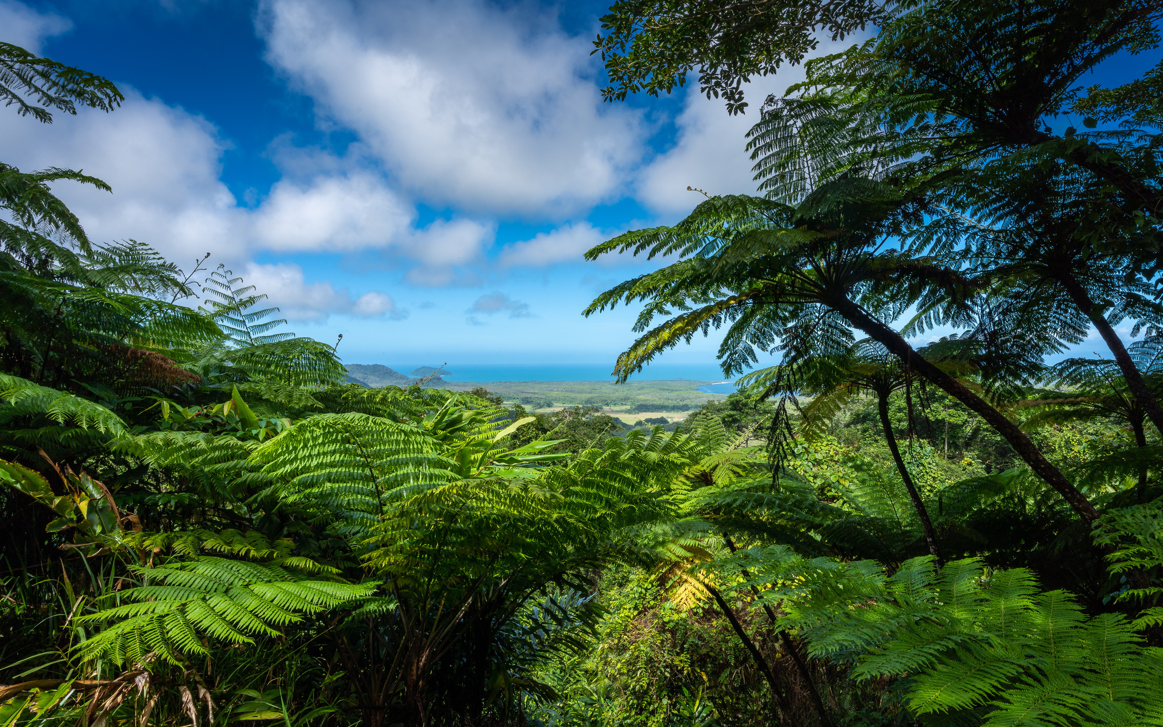 Фото Австралия Daintree Rainforest Природа дерева облако 3840x2400 дерево Облака Деревья облачно деревьев