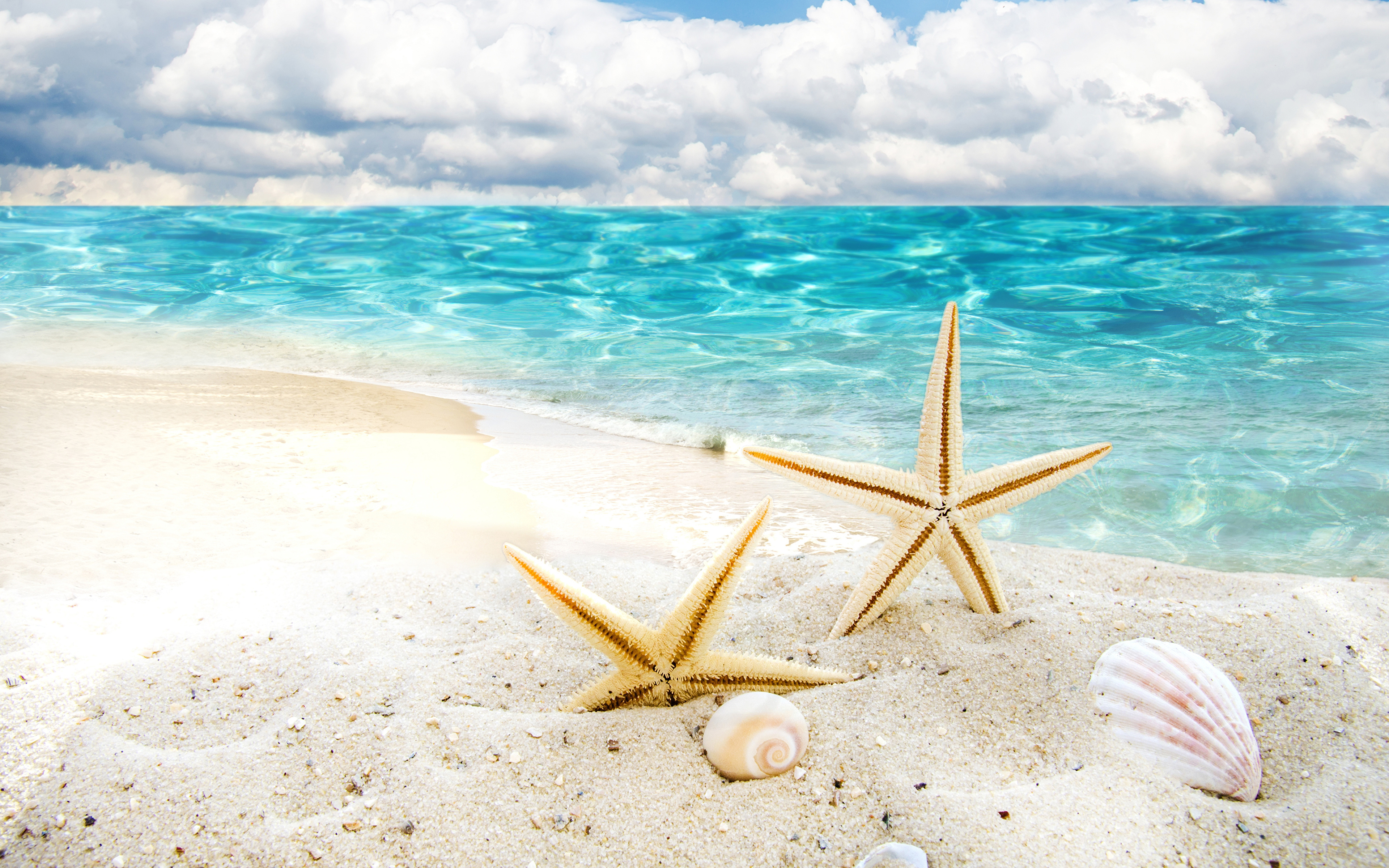 Морская звезда в песке без смс