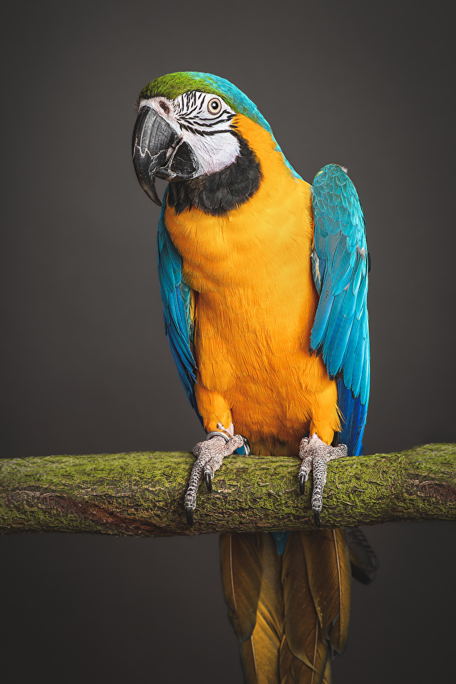Фото птица Попугаи Клюв ветвь животное 640x960 для мобильного телефона Птицы Ветки ветка на ветке Животные