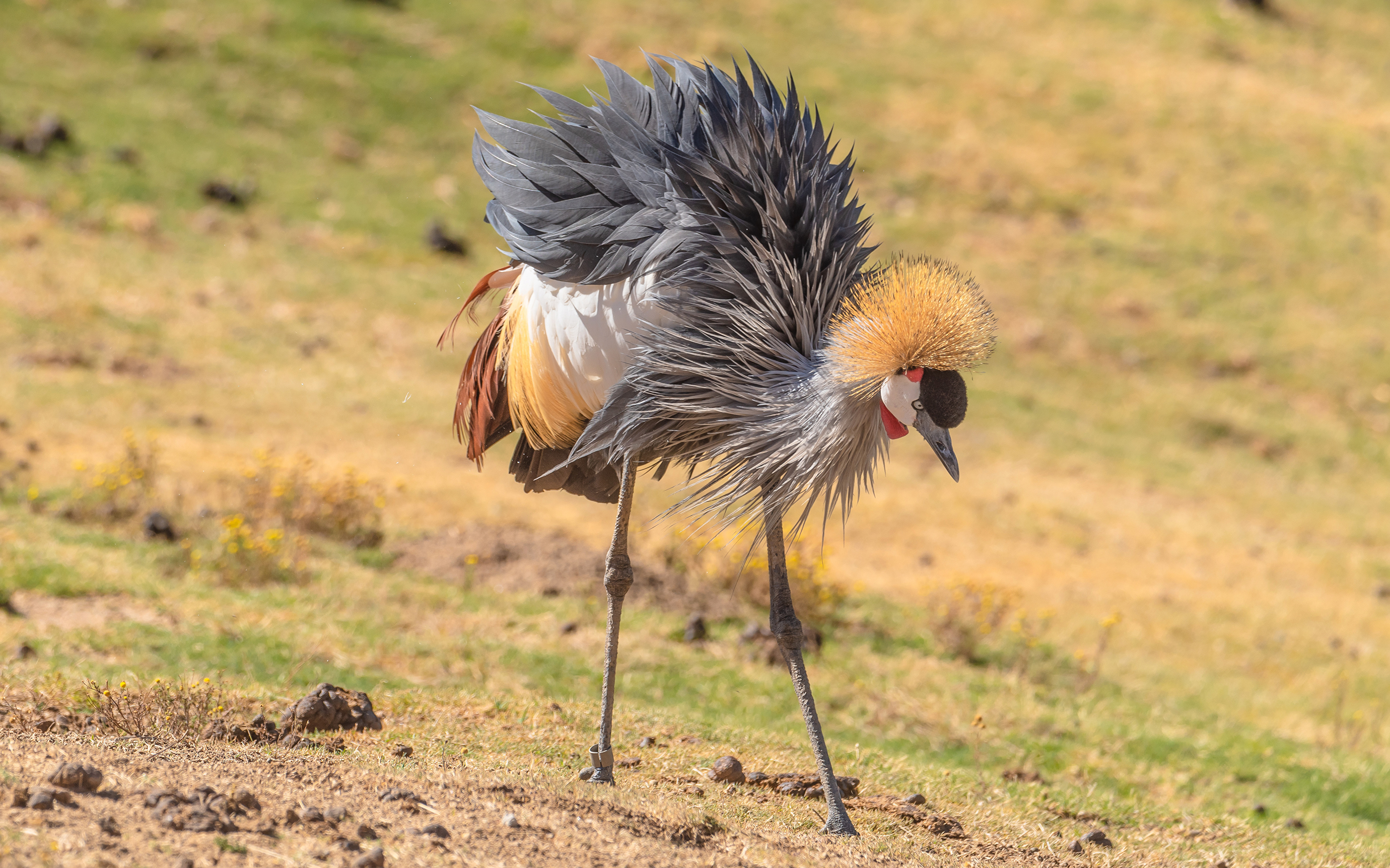 Фотографии Птицы Журавли Grey Crowned Crane Клюв животное 3840x2400 птица Животные