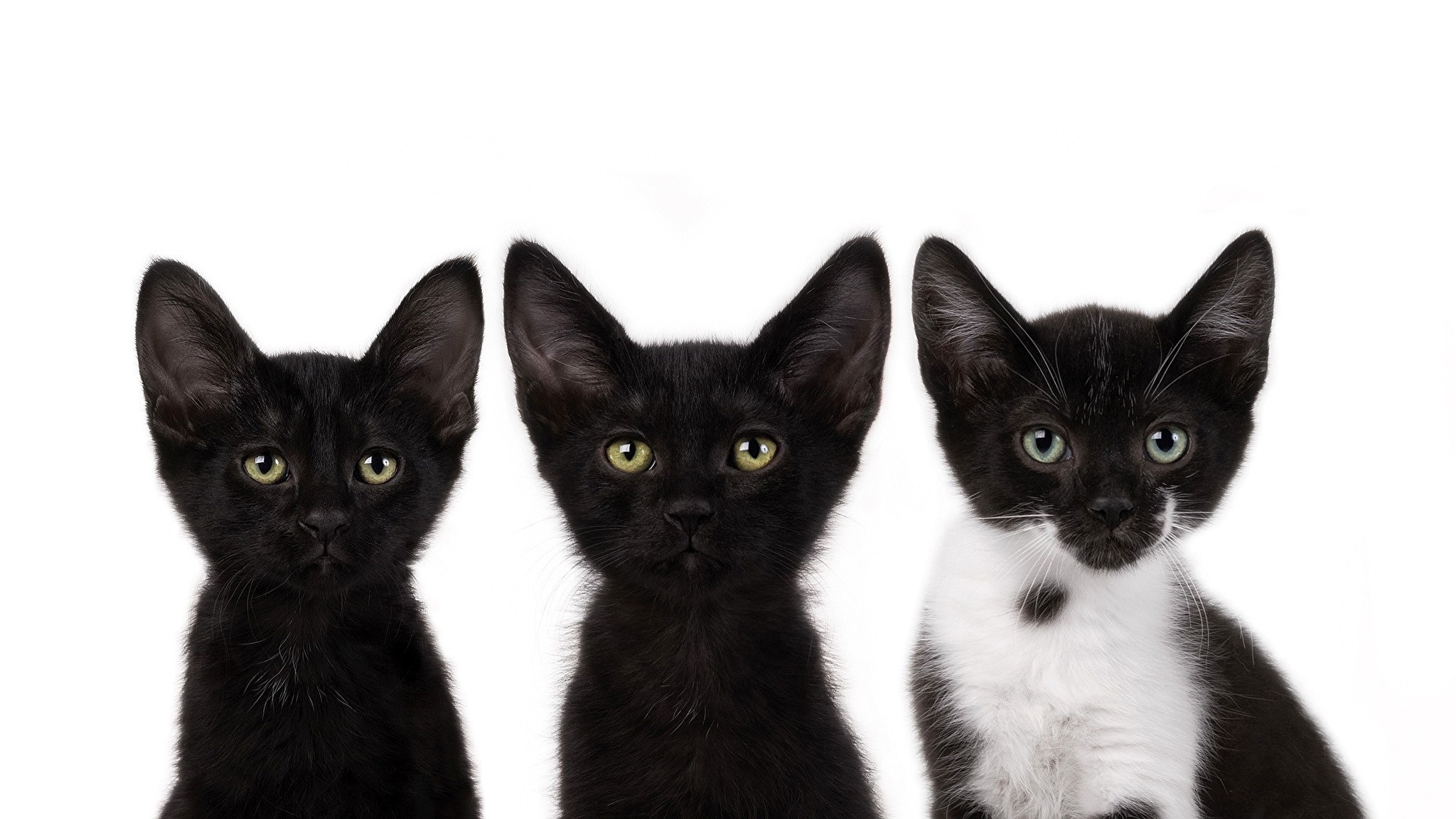 Три киса. Три кошки. Черный котенок. Кошка на белом фоне. Черная кошка.
