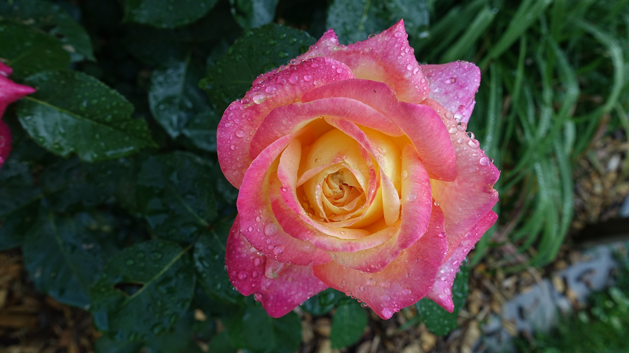 Роза в капельках росы красивые фото