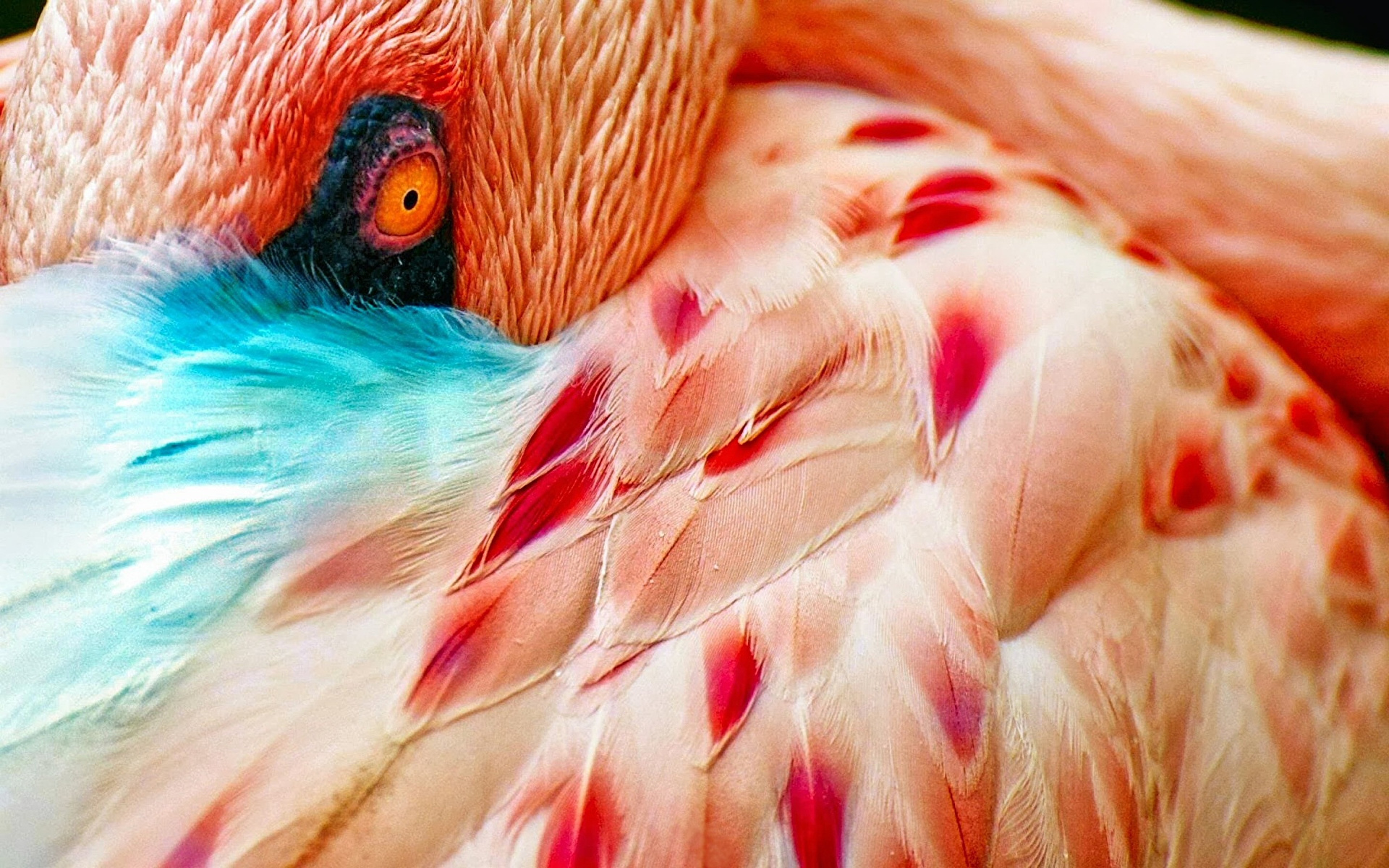 Картинка птица Фламинго Животные Крупным планом 1920x1200 Птицы вблизи животное