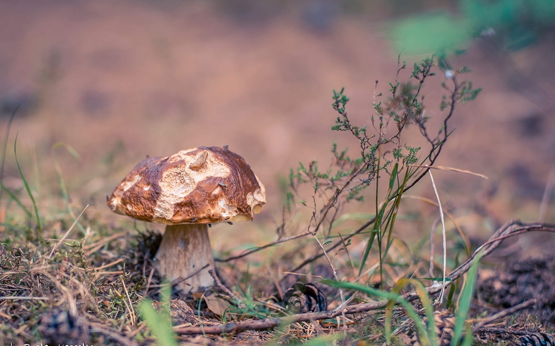 Осенние грибы Беляк