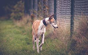 Обои Собака Забор Траве Грейхаунд Greyhound