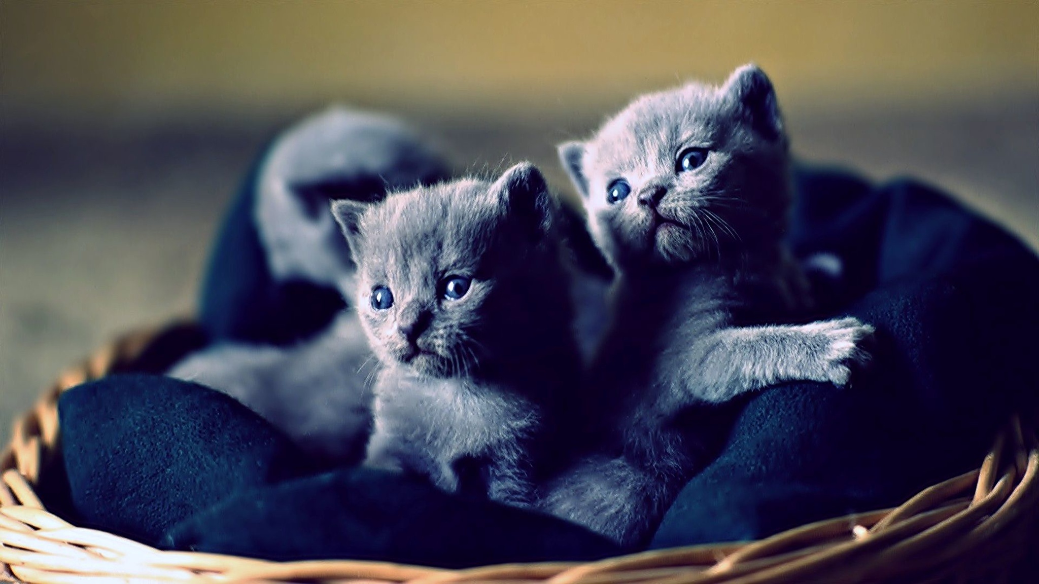 Котики картинки котиков. Милые кошечки. Красивые котята. Милые котятки. Котята милашки.