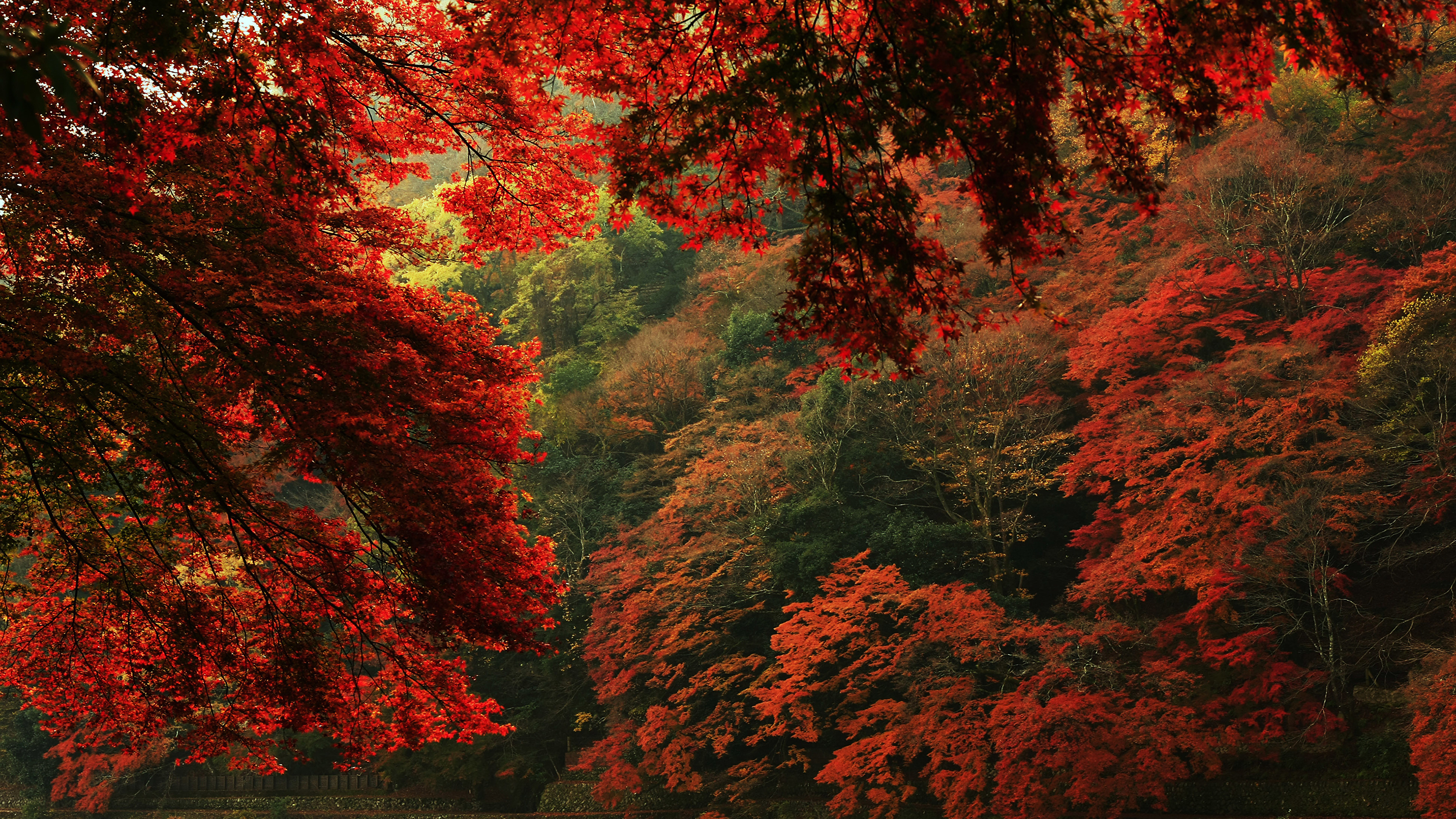 лес осень листья красные без смс