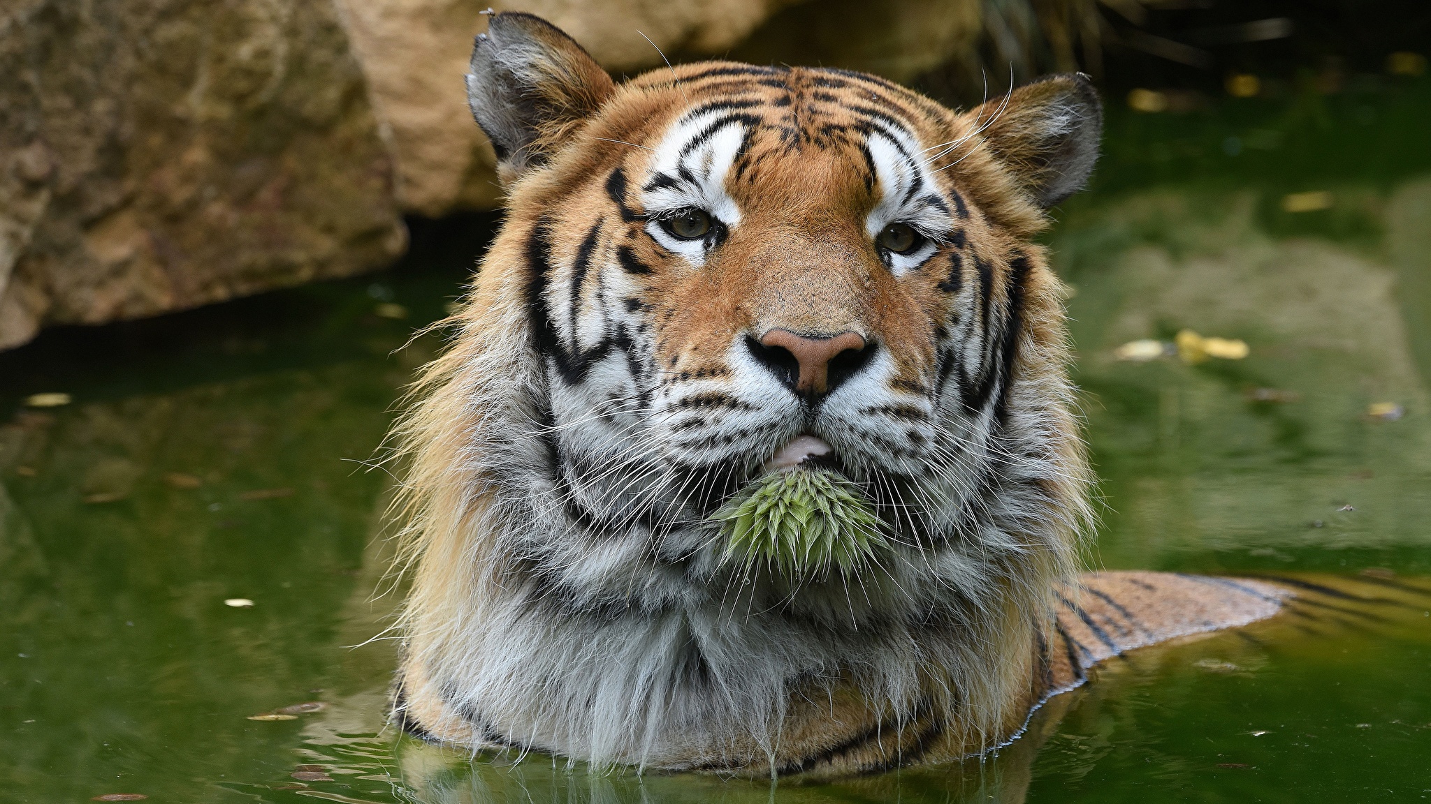 Морда тигра в воде