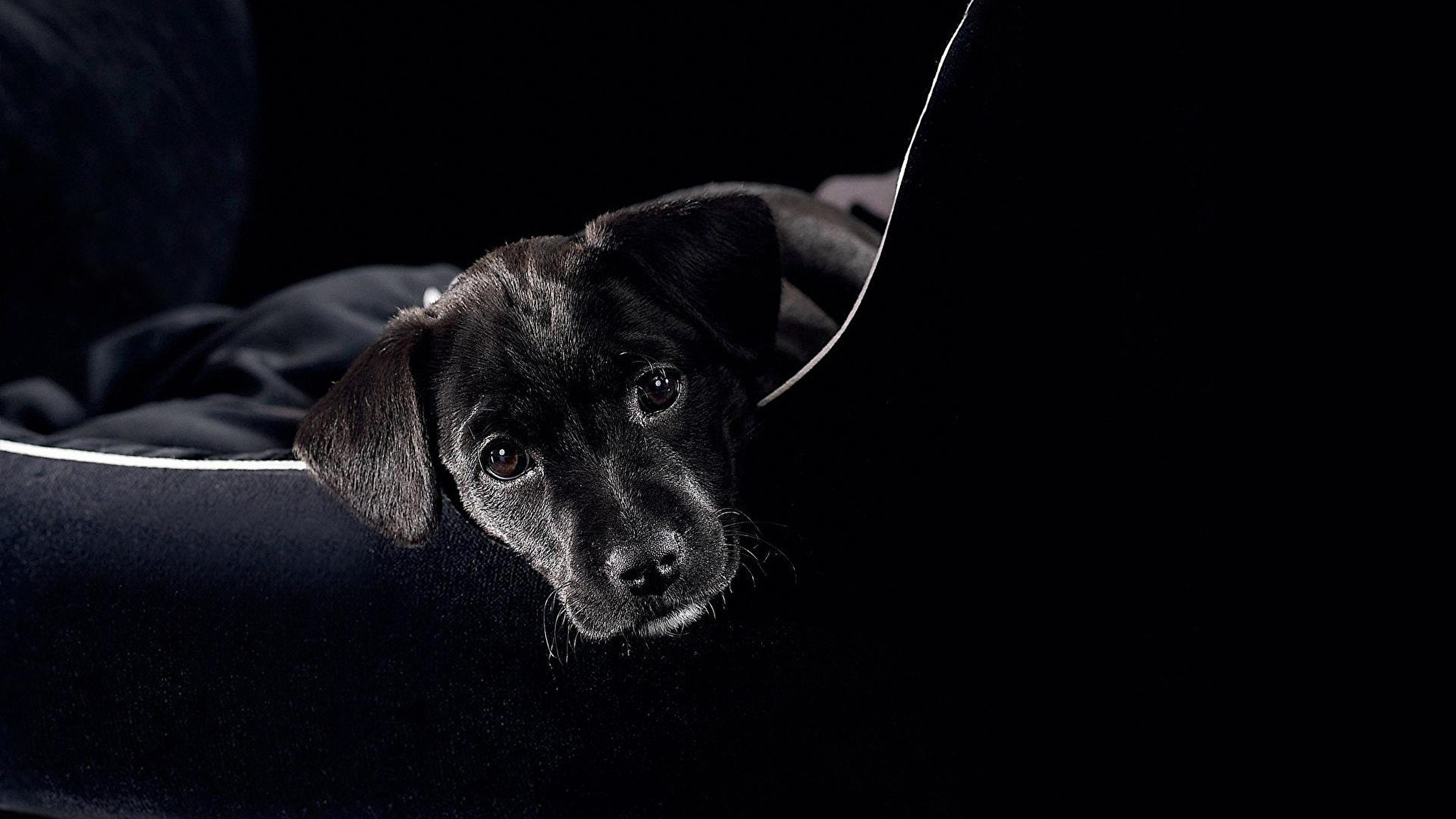 Скучать 20. Чёрный пёс / Black Dog (1998). Черная собака на черном фоне. Заставка на рабочий стол собаки. Обои на рабочий стол темные.