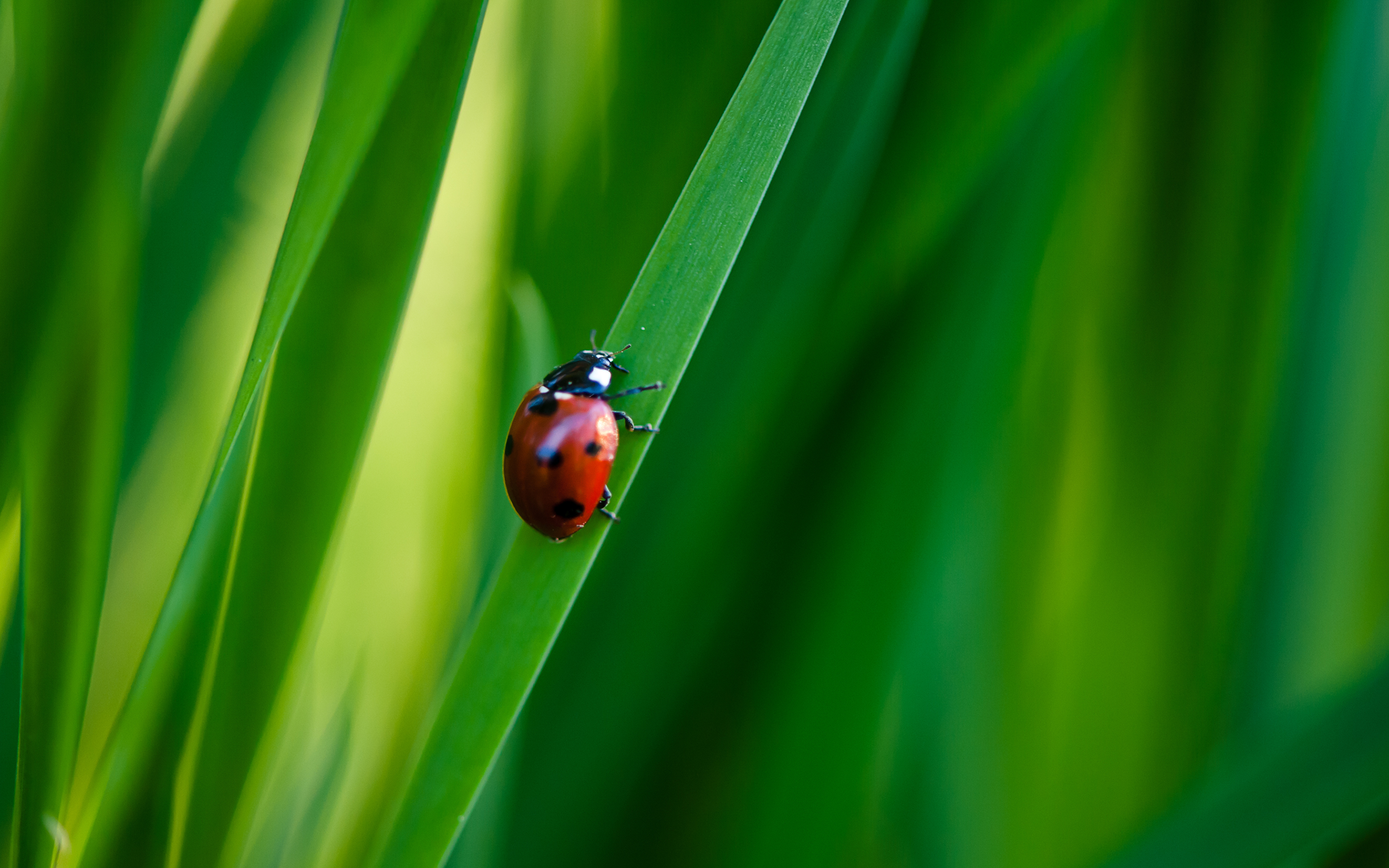 божья коровка трава макро ladybug grass macro скачать