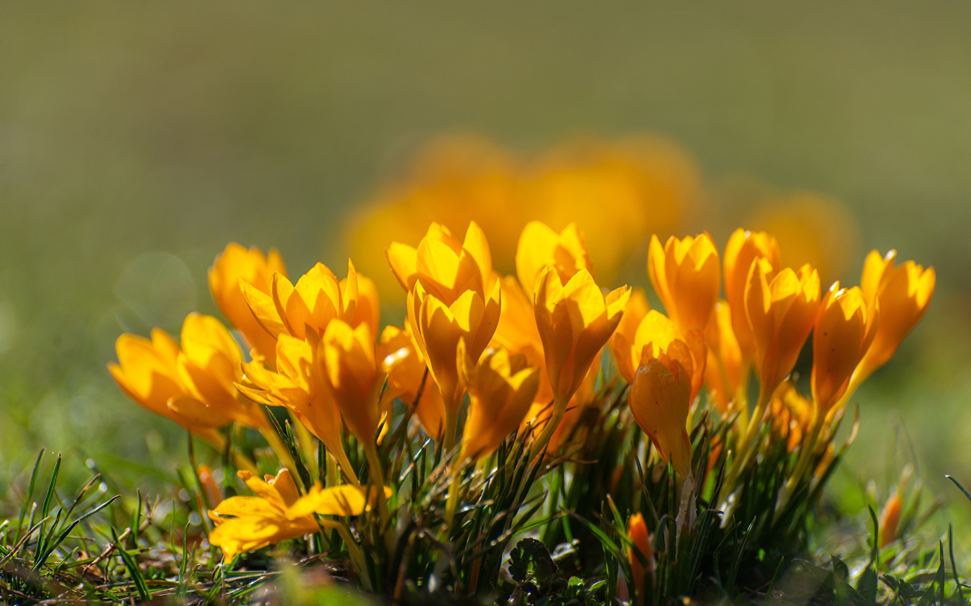 Желтые весенние цветы (67 фото)