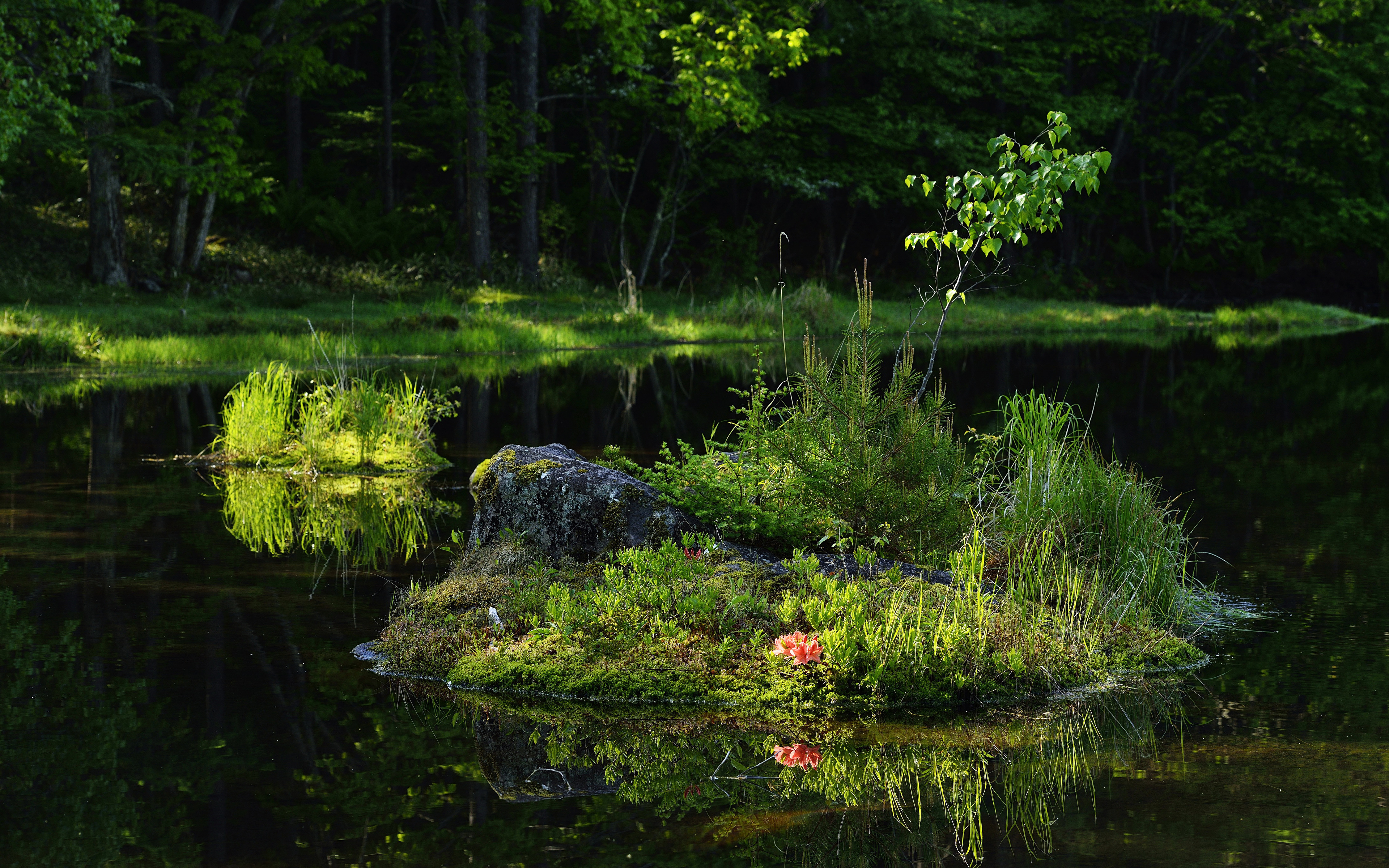 островок озеро цветок камень бесплатно