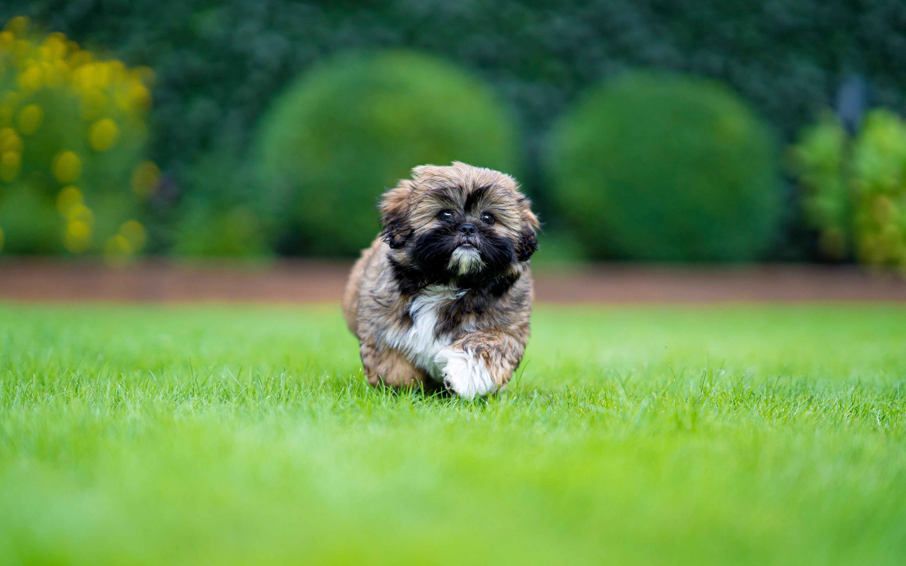 Shih Tzu Puppy