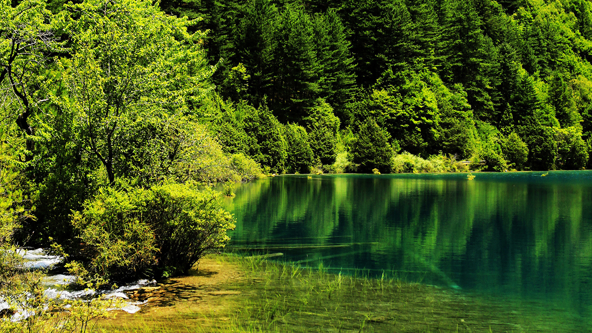зелень лето озеро без смс