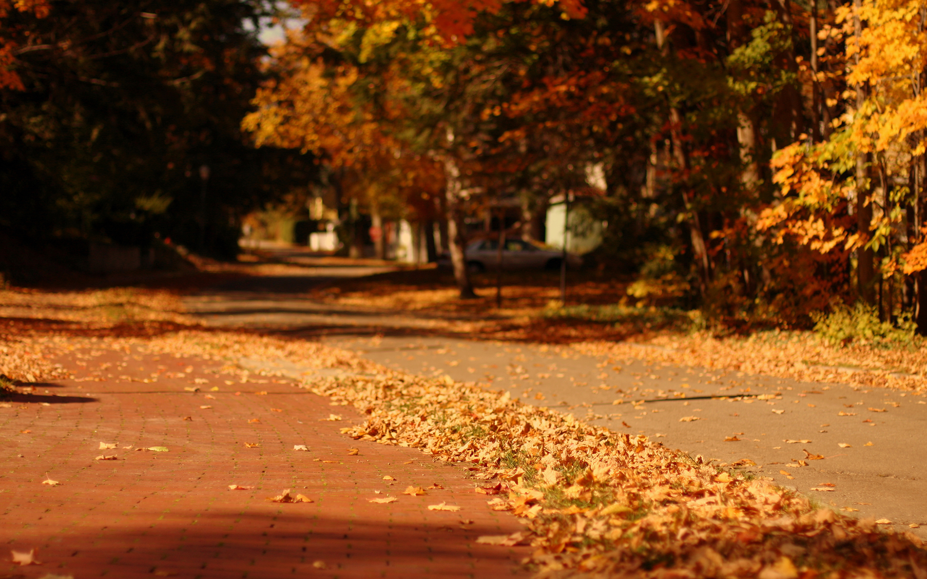 Листья у тротуара без смс