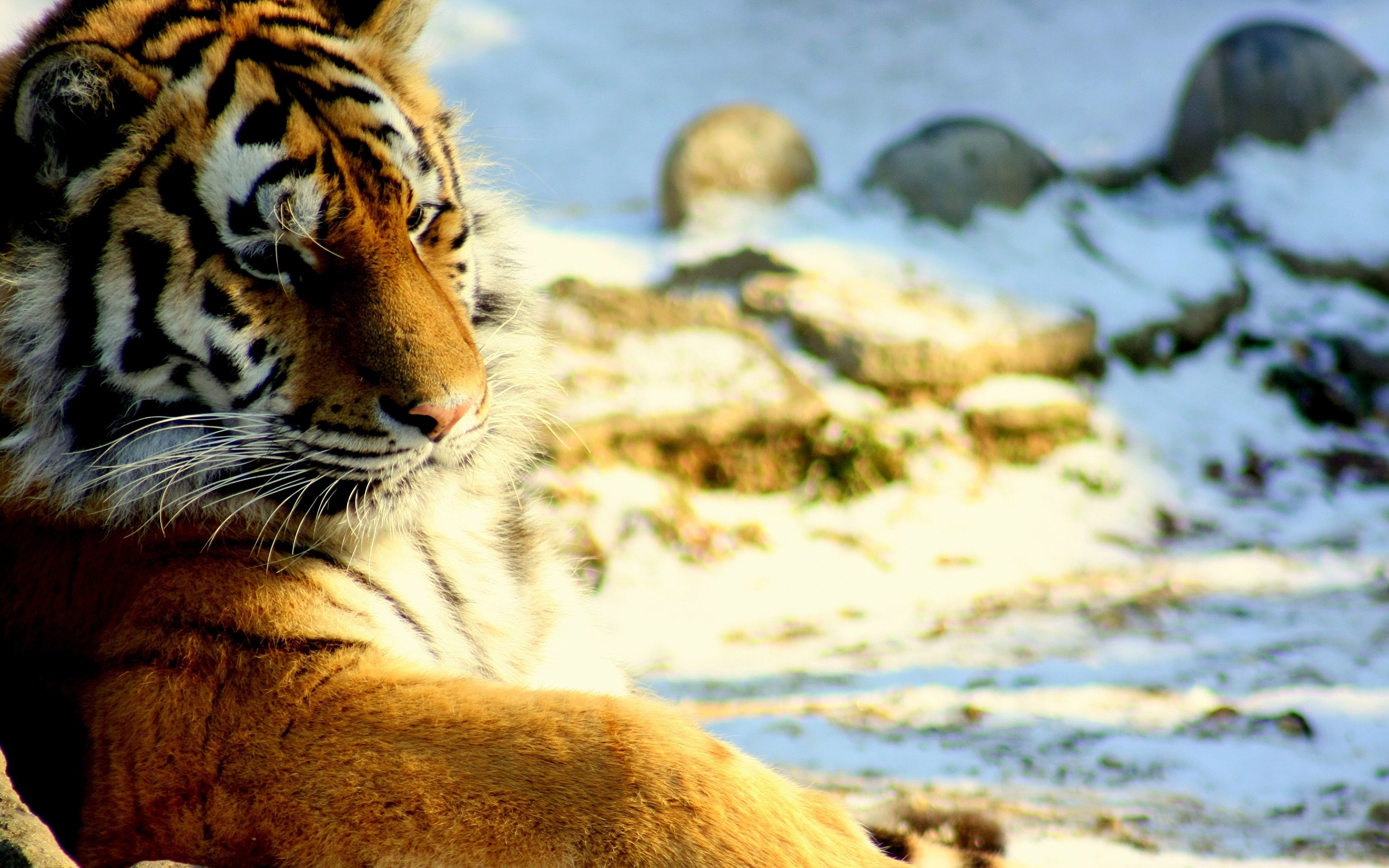 тигр хищник лес бесплатно