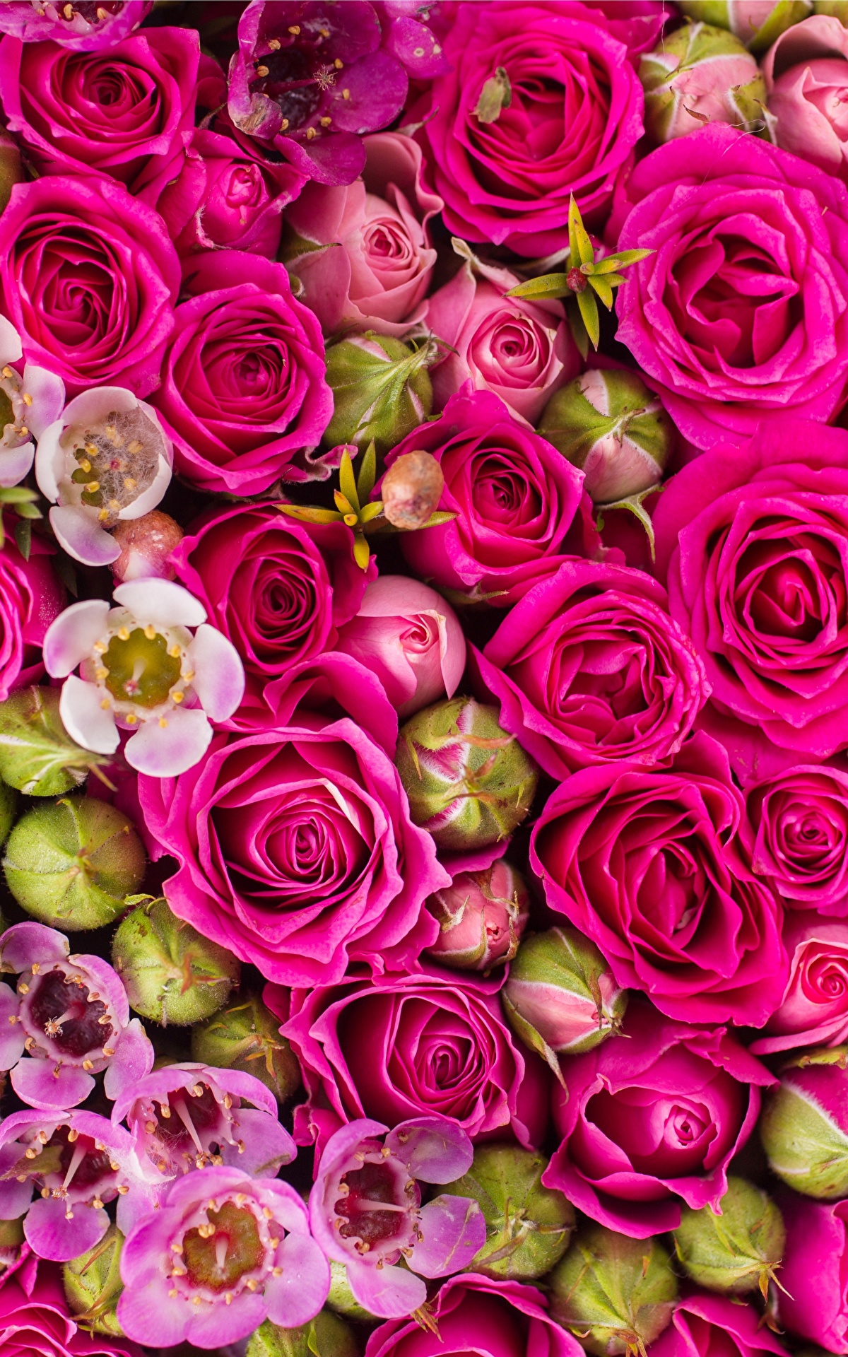 Красивые картинки с цветами для телефона. Розы Пинк Фловерс. Красивые цветочки. Роскошные цветы. Шикарные цветы.