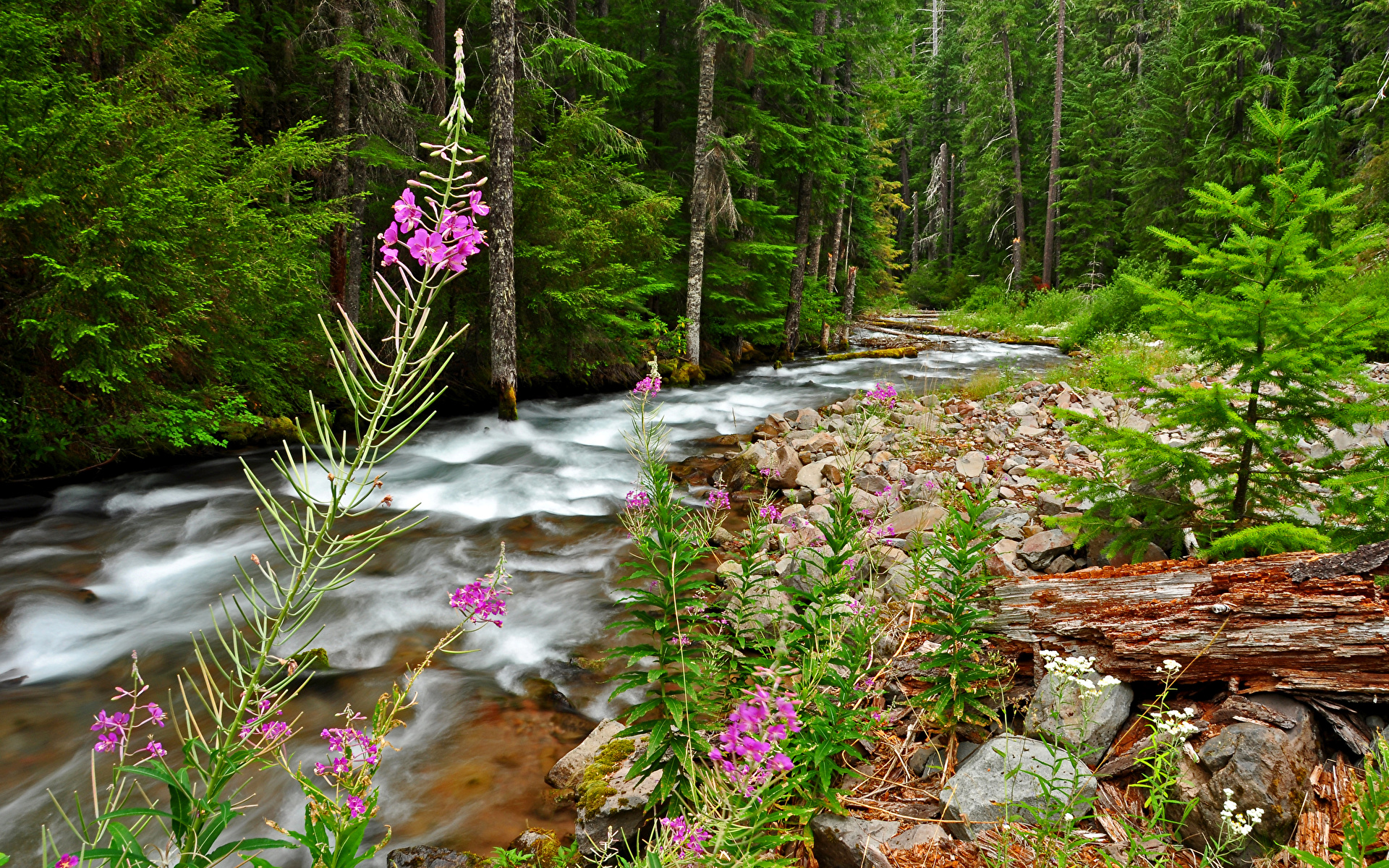 природа река камни трава цветы nature river stones grass flowers скачать