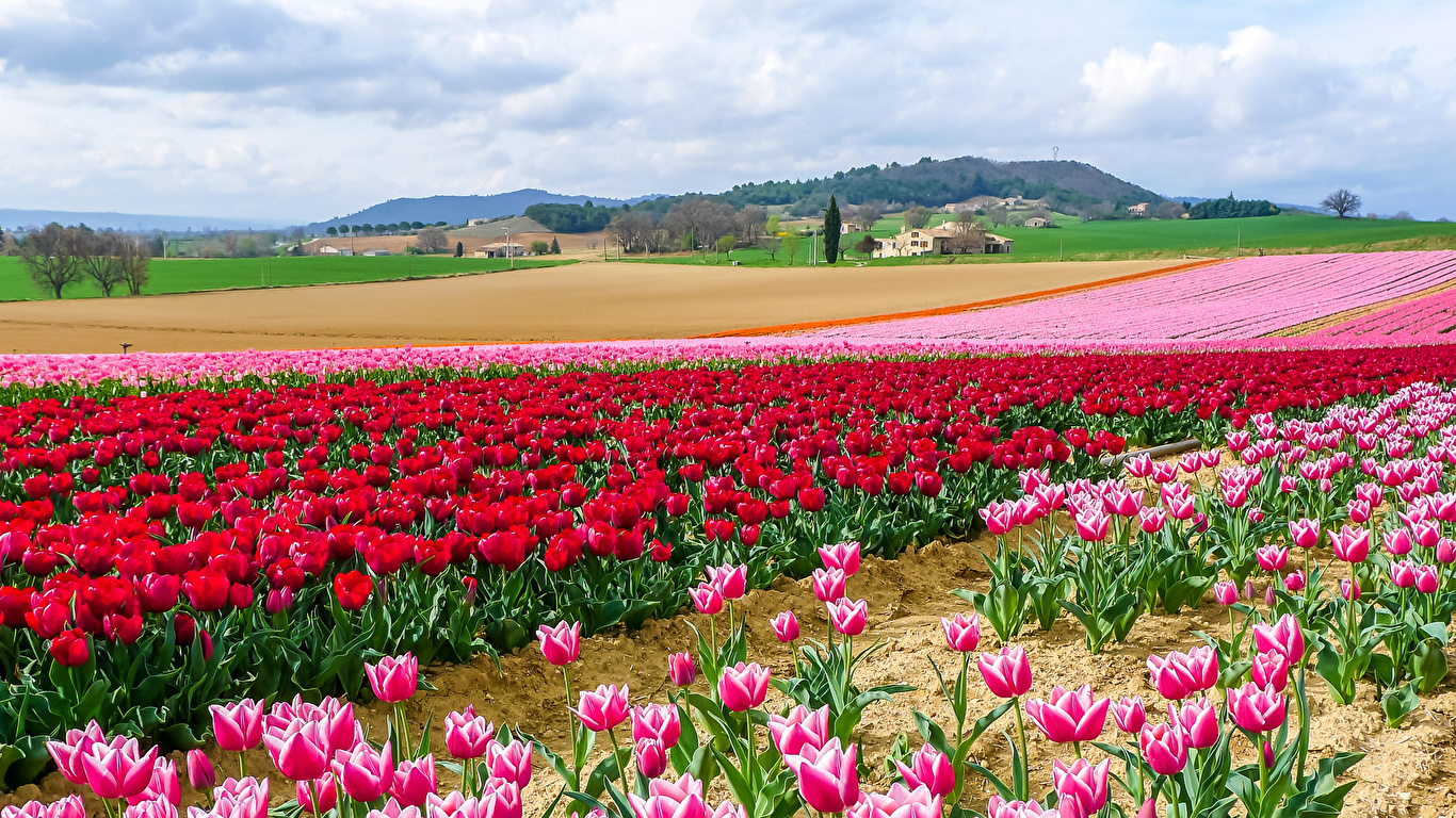 тюльпаны поле tulips field загрузить