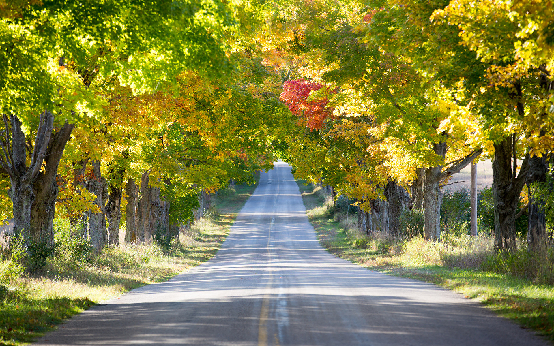 осень дерево дорога autumn tree road бесплатно