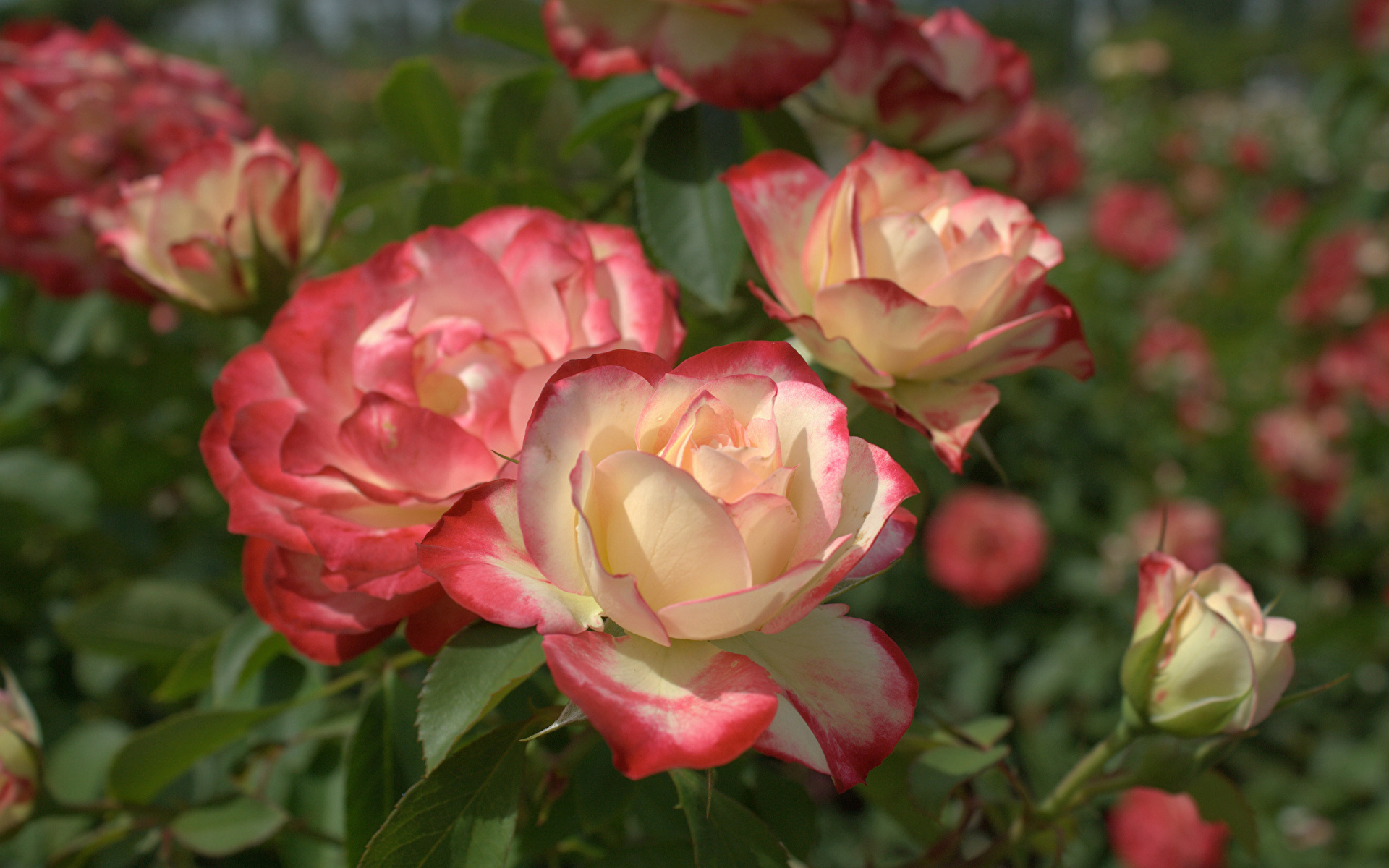 Фотографии Розы цветок 1920x1200 роза Цветы