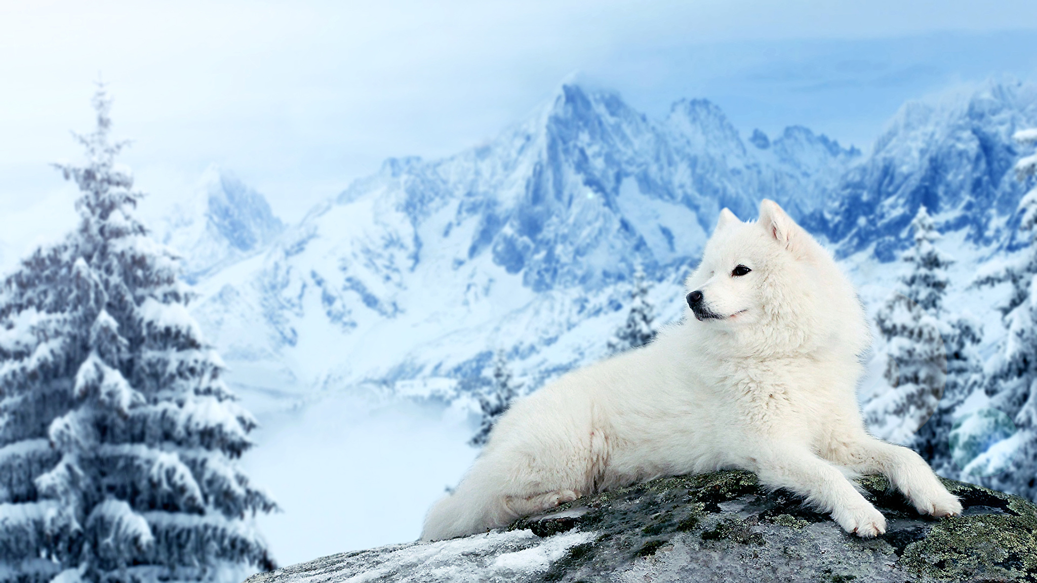 природа животные белая собака снег зима загрузить