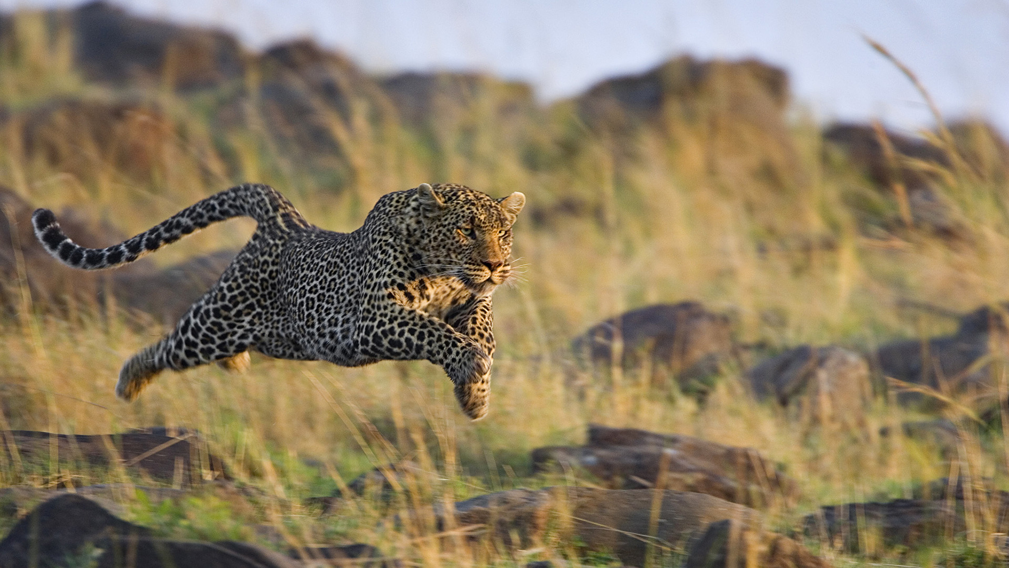Средние хищные животные. Гепард в саванне. Леопард в саванне. Леопард гепард в дикой природе. Гепард леопард Ягуар.