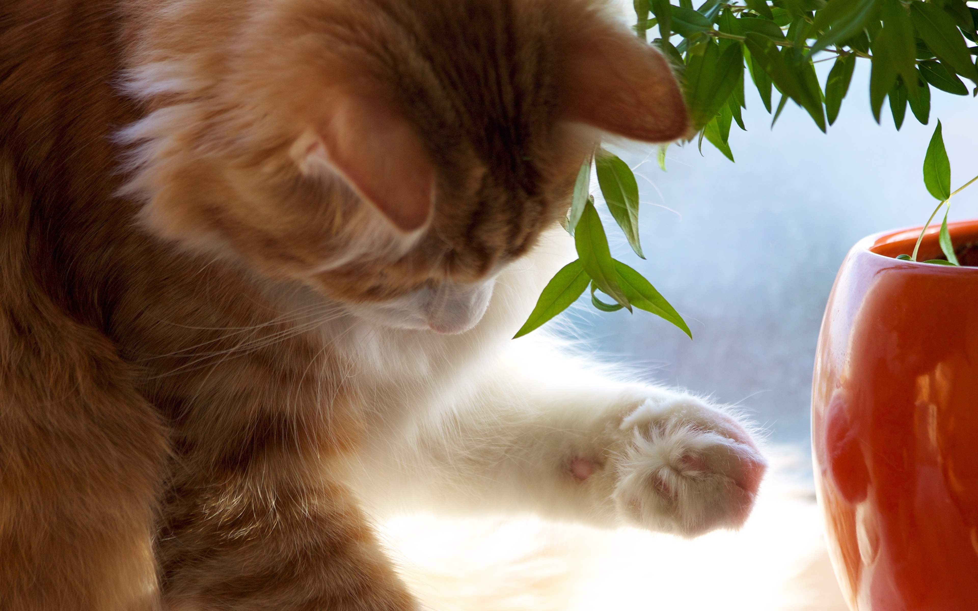 Рыженький котенок с горшком цветов загрузить