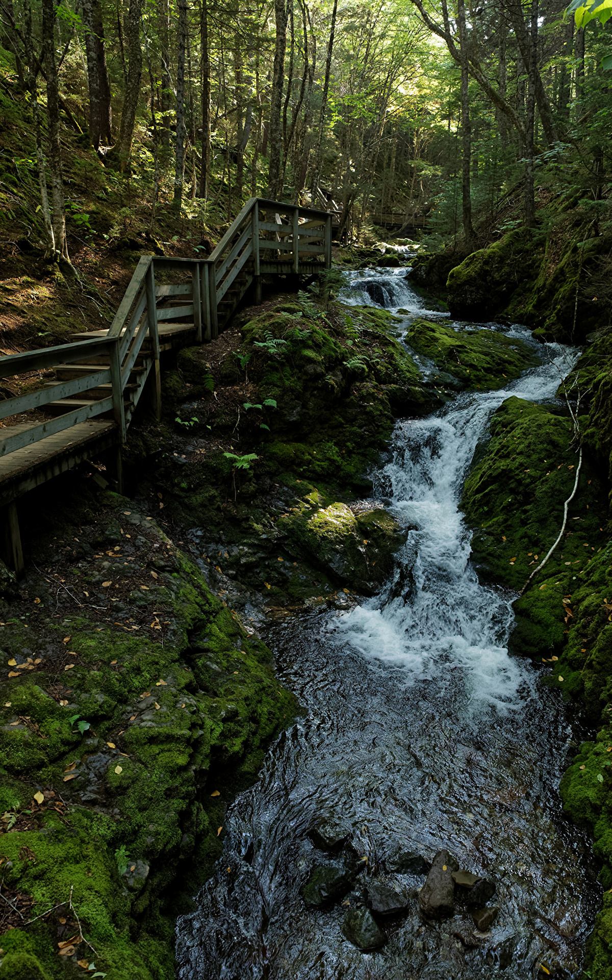 Фотография Канада <b>Fundy</b> <b>National</b> <b>Park</b> Мосты ручеек Природа Леса <b>Парки</b> мхом ...