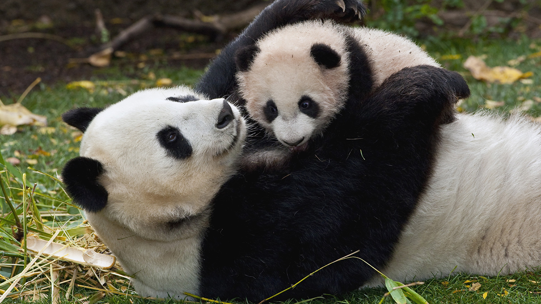 За поведением панды во время кормления. Большая Панда (Ailuropoda melanoleuca).. Большая Панда или бамбуковый медведь. Большая Панда с детенышем. Мамы и Детеныши.