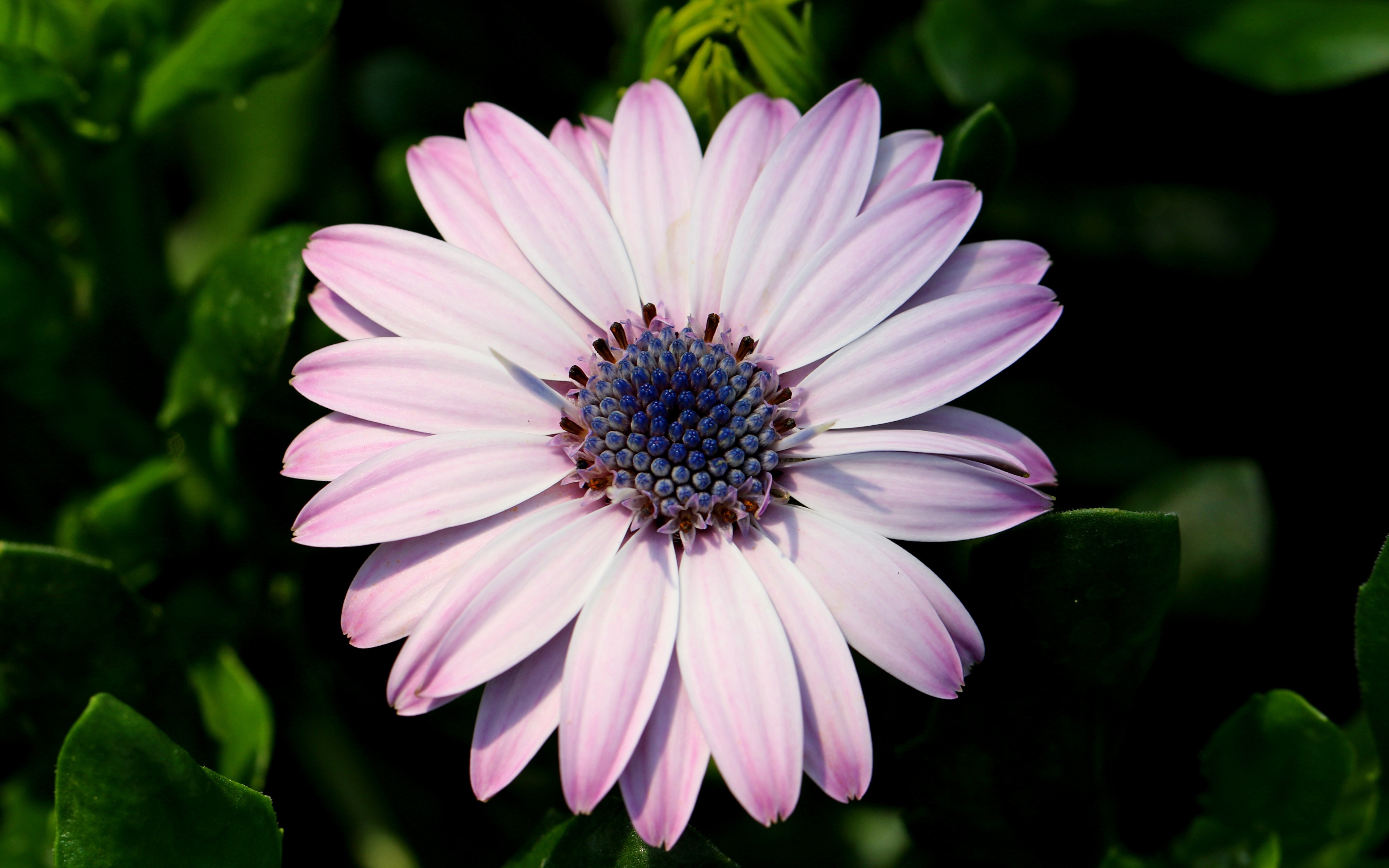 Картинки боке Остеоспермум цветок вблизи 3840x2400 Размытый фон Цветы Крупным планом