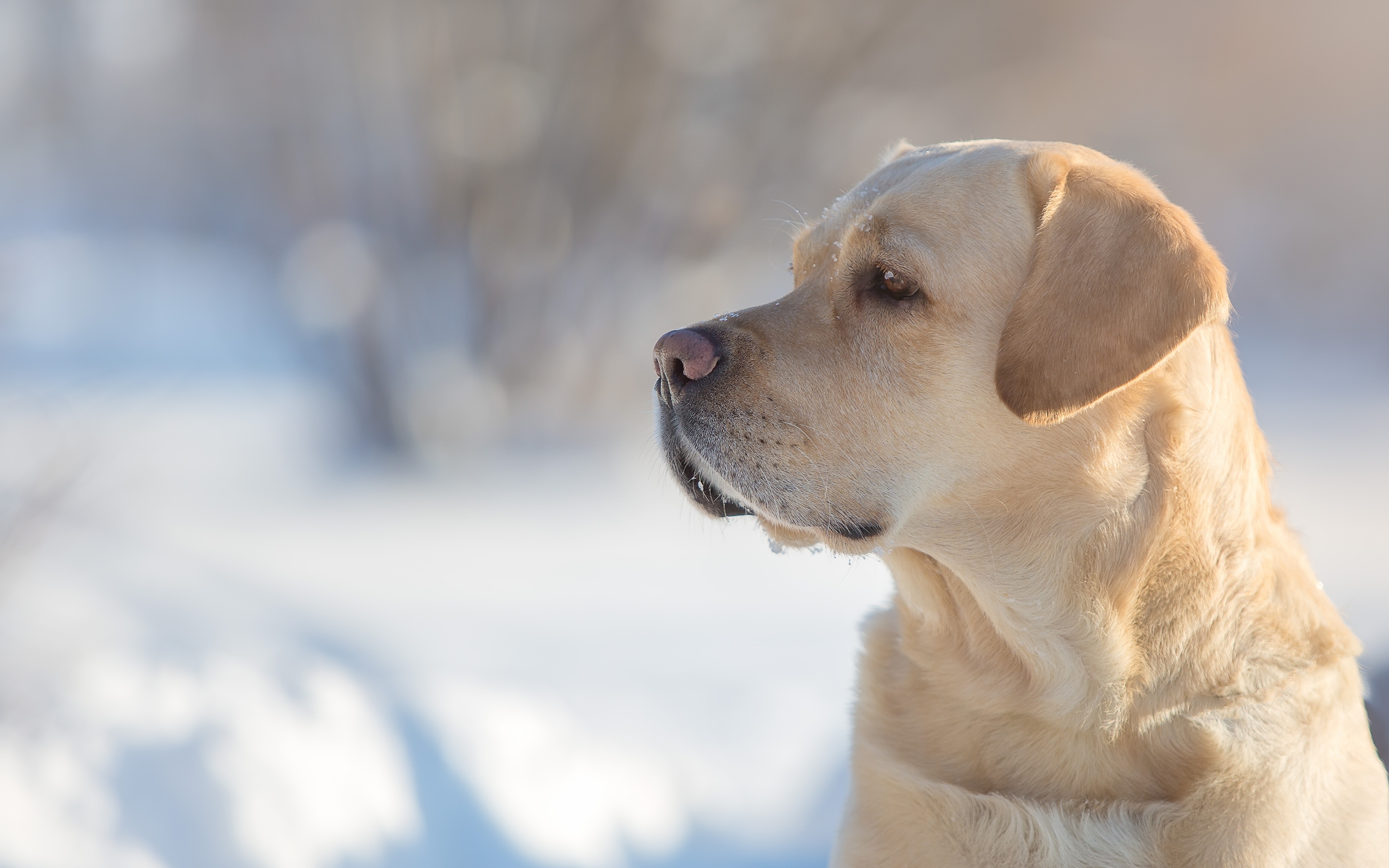 лабрадор пёс снег Labrador dog snow бесплатно
