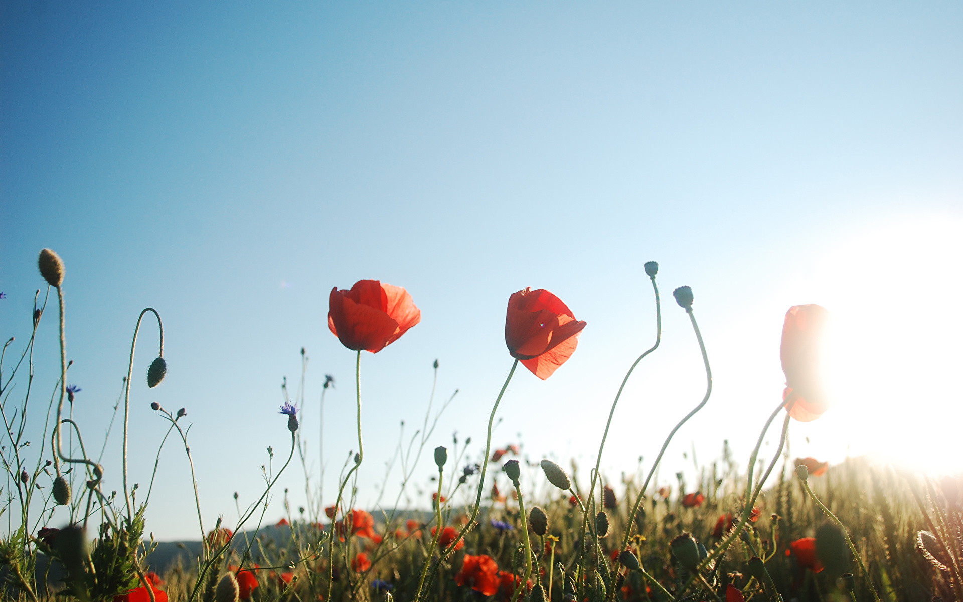 Фото Маки Луга Небо Цветы 1920x1200 мак цветок