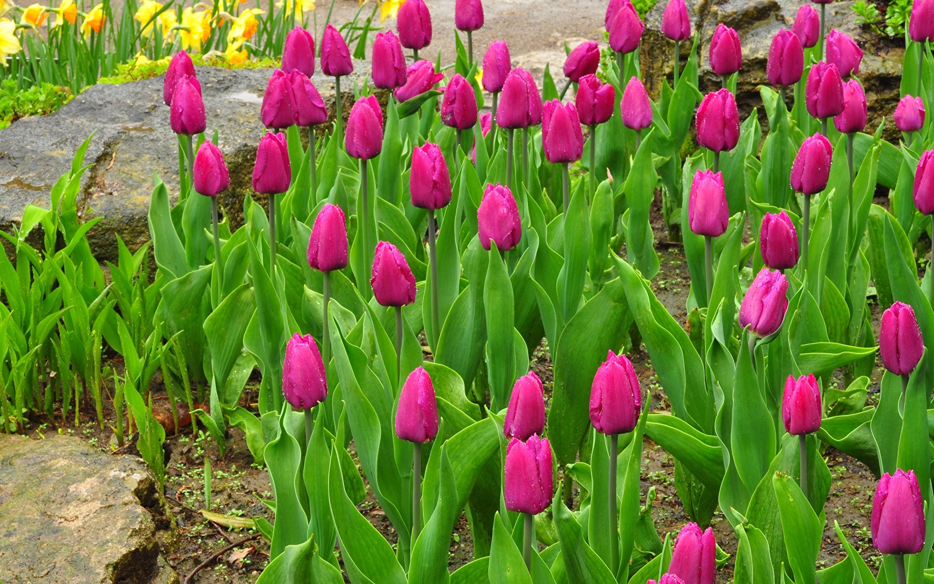 Фиолетовые тюльпаны в саду бесплатно