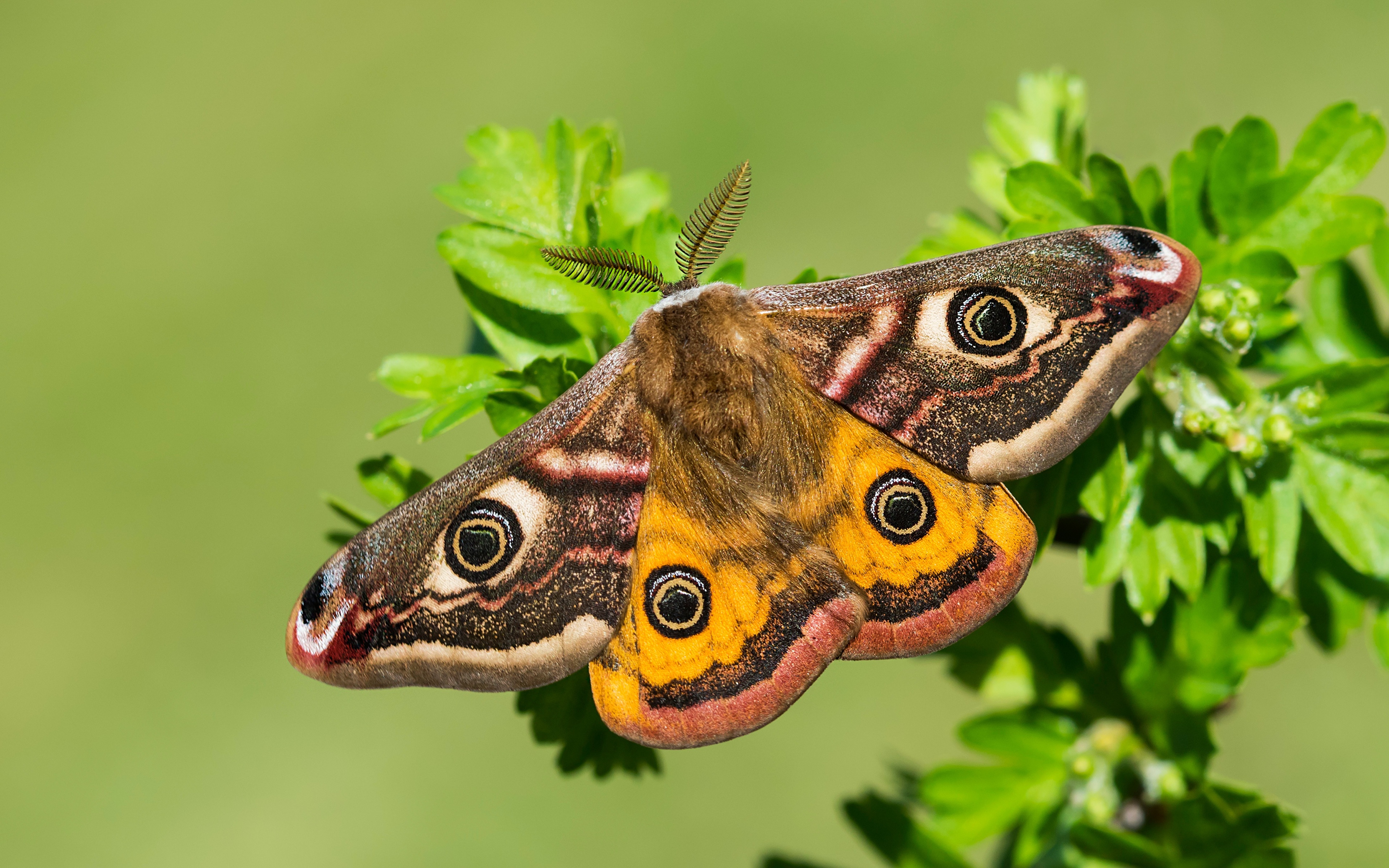 Фото Бабочки Small emperor moth вблизи Животные 3840x2400 бабочка животное Крупным планом