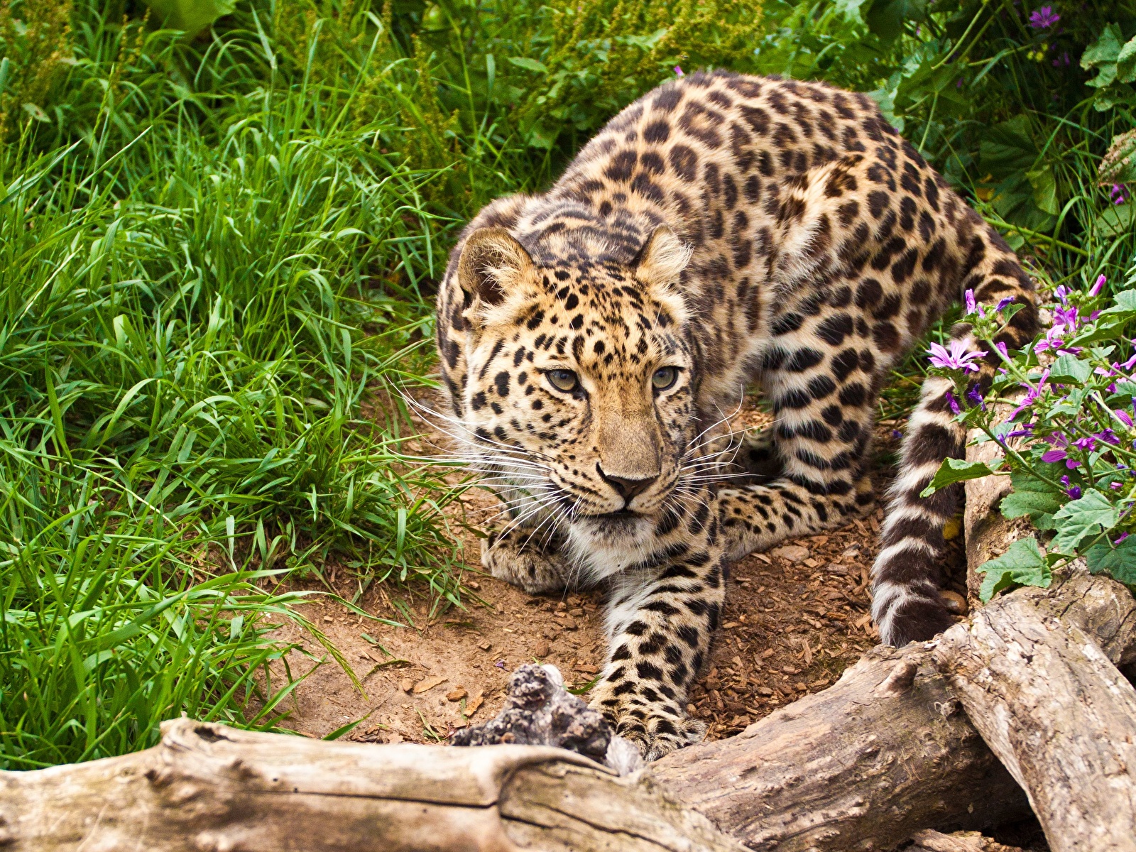 Фотографии Леопарды Большие кошки Трава Животные 1600x1200 леопард траве животное