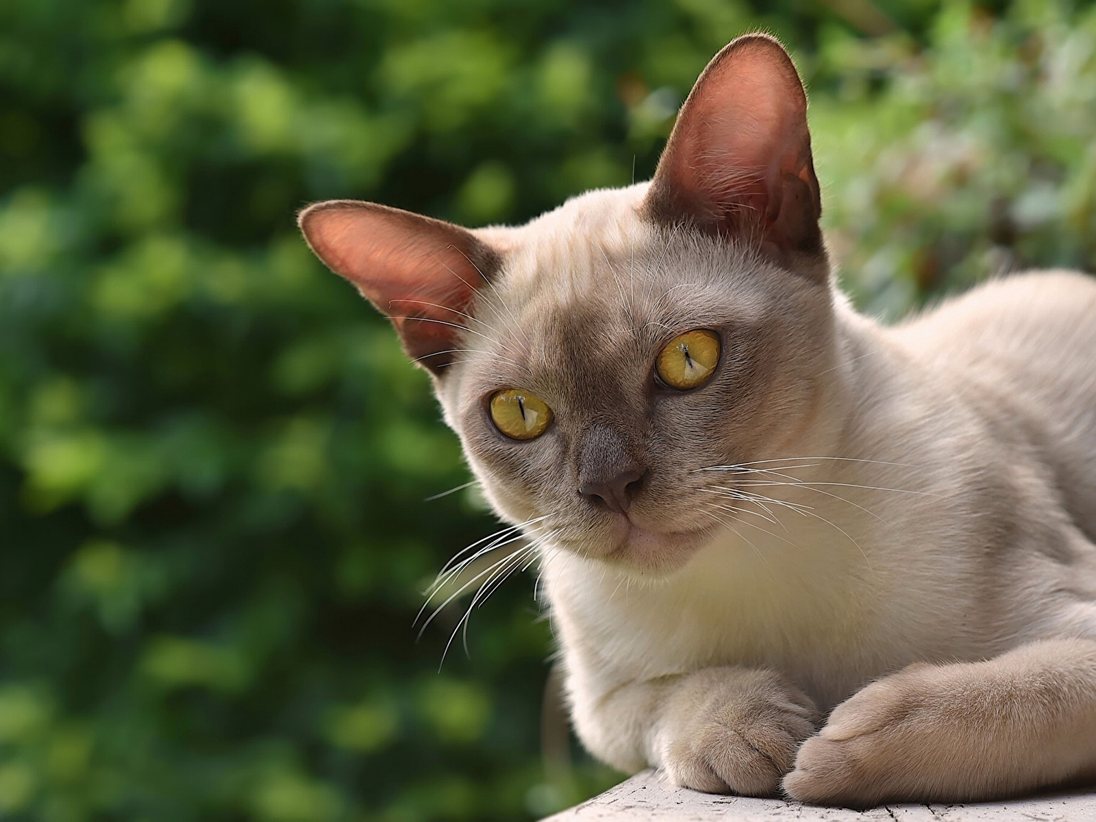 Бурманская кошка породы кошек