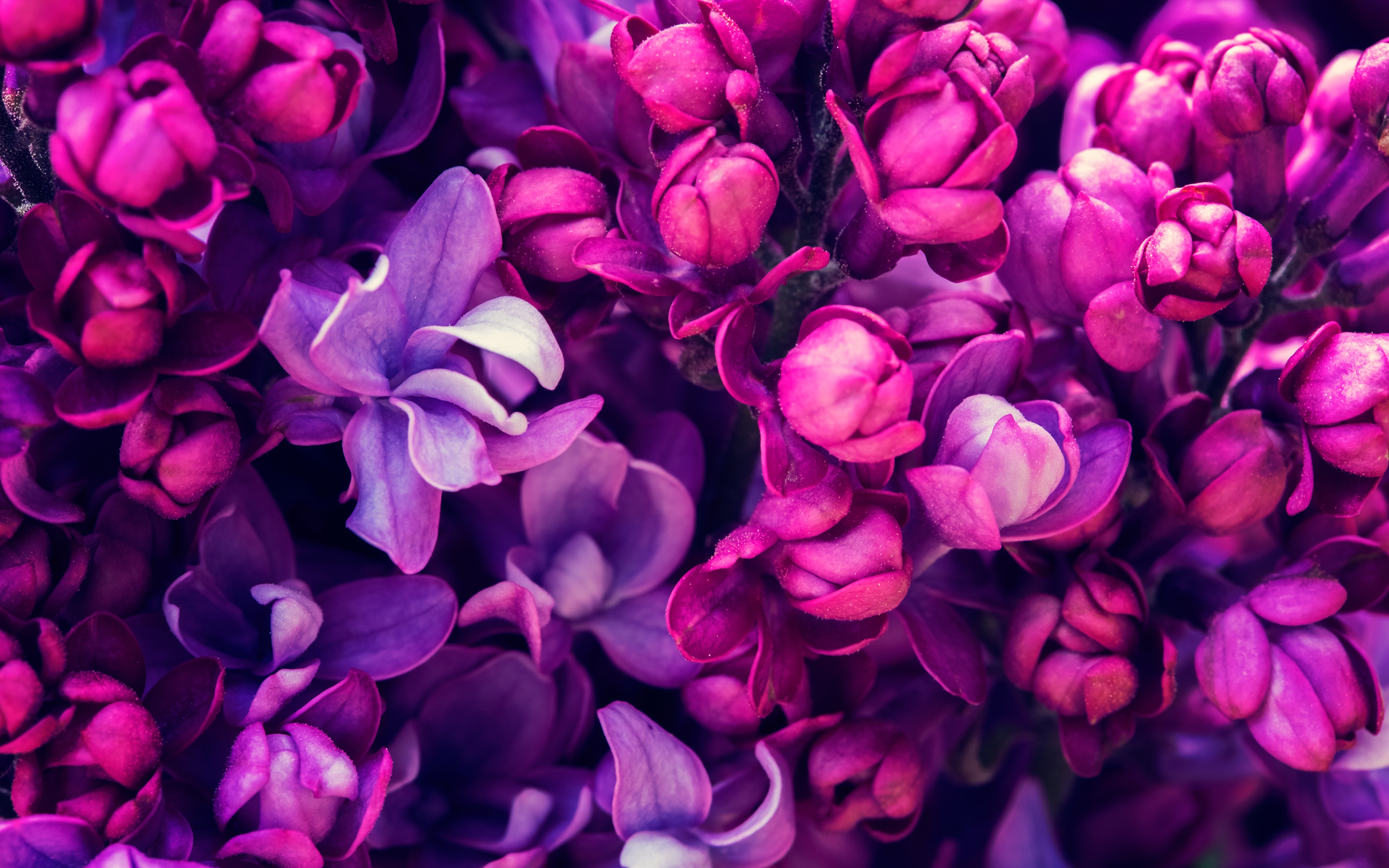фиолетовые цветочки скачать