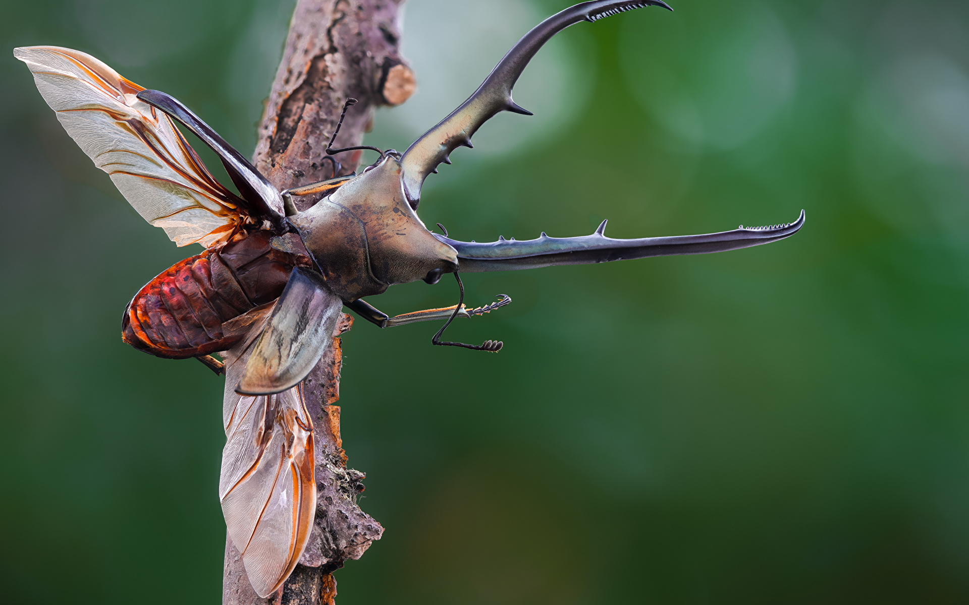 Фотографии Жуки Насекомые cyclommatus metallifer вблизи Животные 1920x1200 насекомое животное Крупным планом