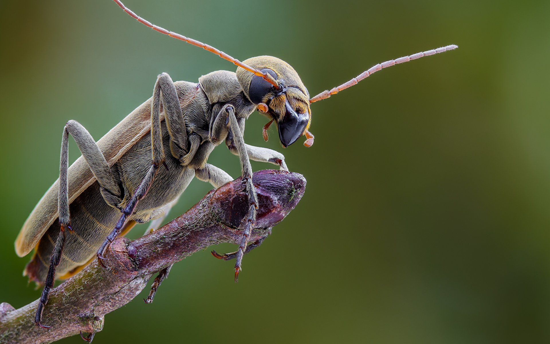 Фотография Жуки насекомое epicauta животное Крупным планом 1920x1200 Насекомые вблизи Животные