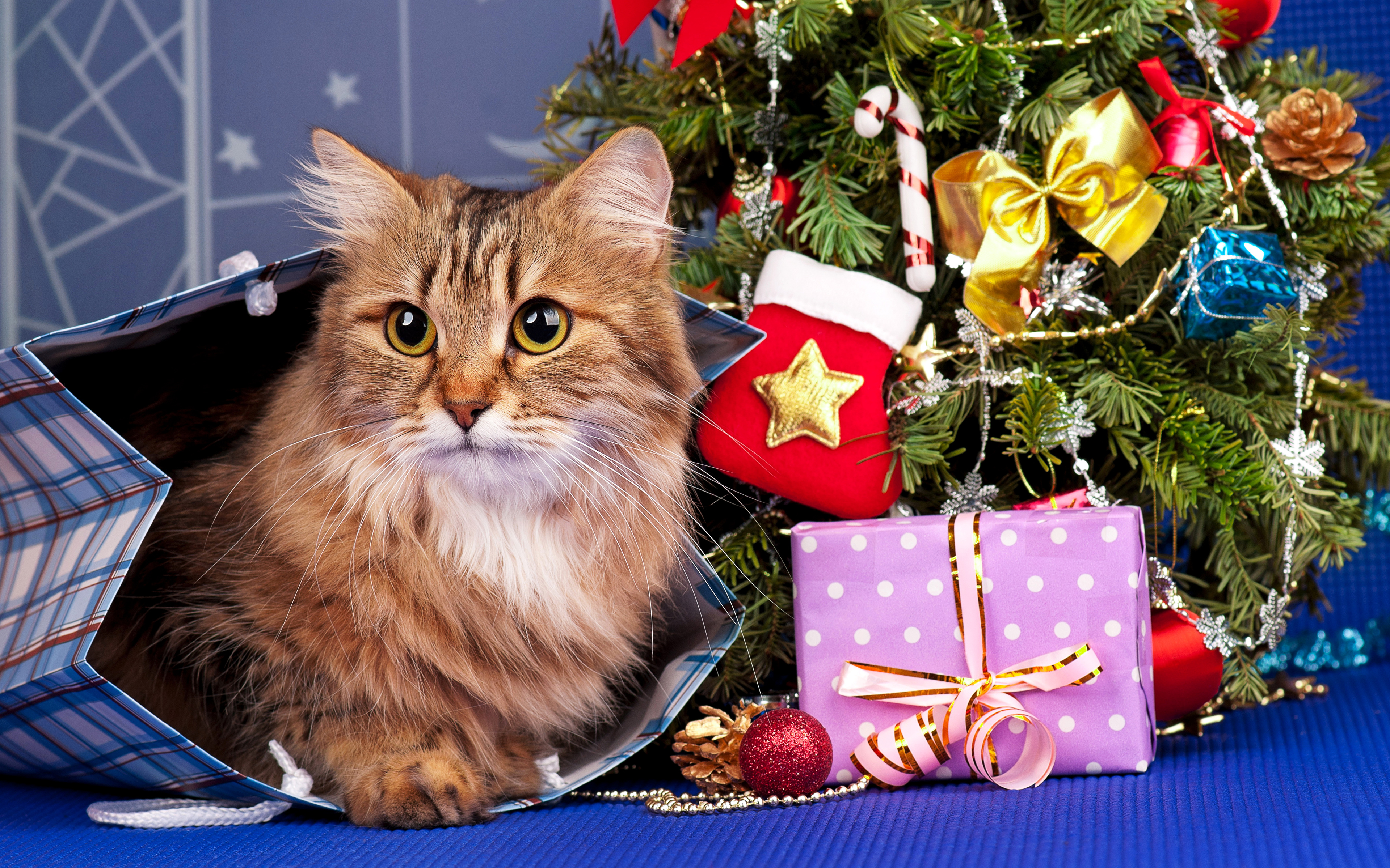 https://s1.1zoom.ru/b5050/552/Holidays_Christmas_Cats_464822_3840x2400.jpg