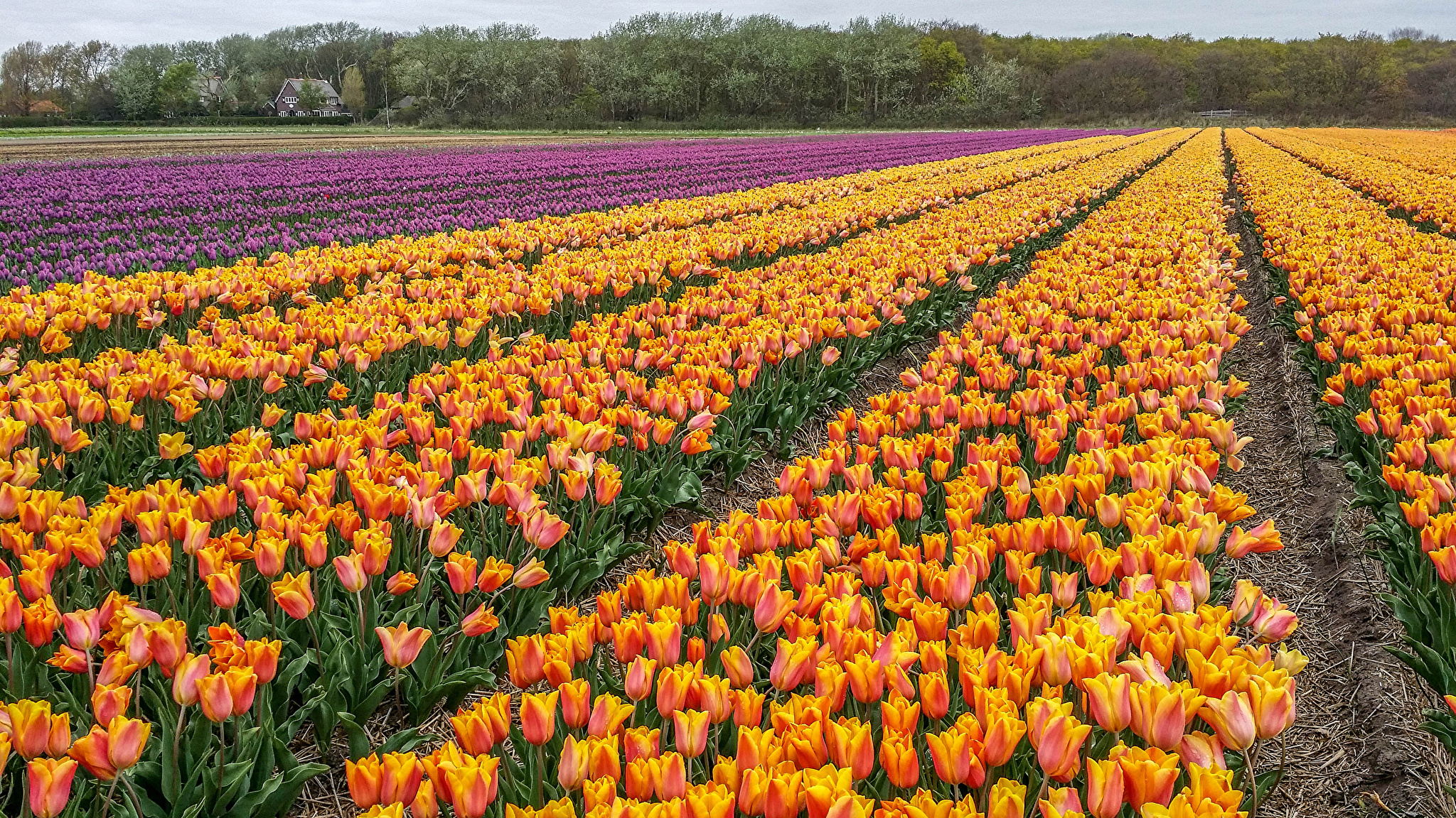 Тюльпаны голандия поле Tulips Holland field загрузить