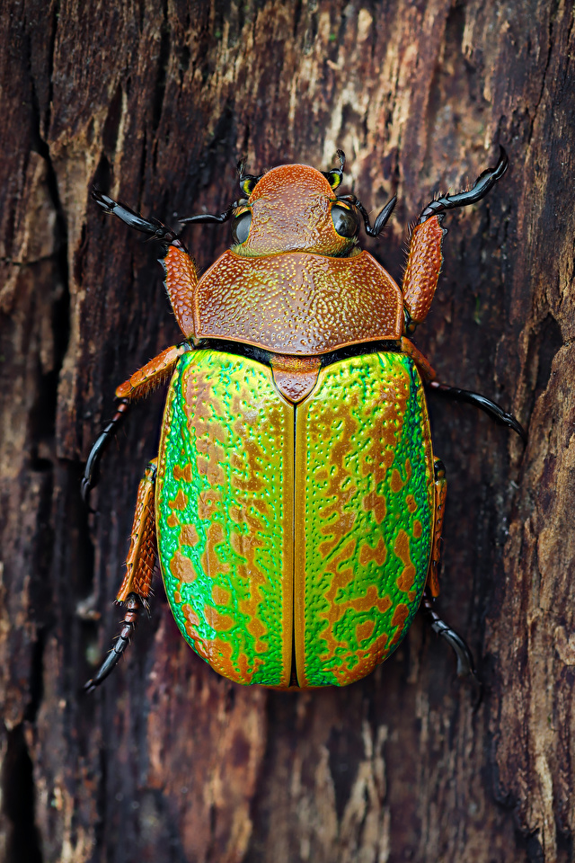 Фото Жуки насекомое chrysina victorina Животные Крупным планом 640x960 для мобильного телефона Насекомые вблизи животное
