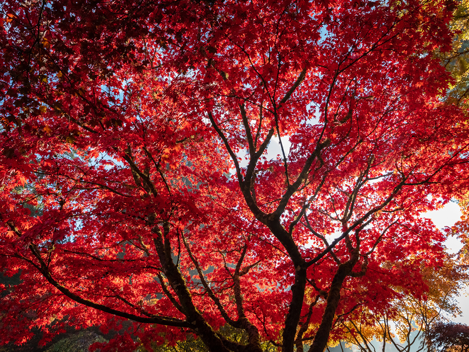 Фото Листья Клён осенние Красный Природа ветвь дерева 1600x1200 лист Листва клёна клёновый Осень красная красные красных Ветки ветка на ветке дерево Деревья деревьев