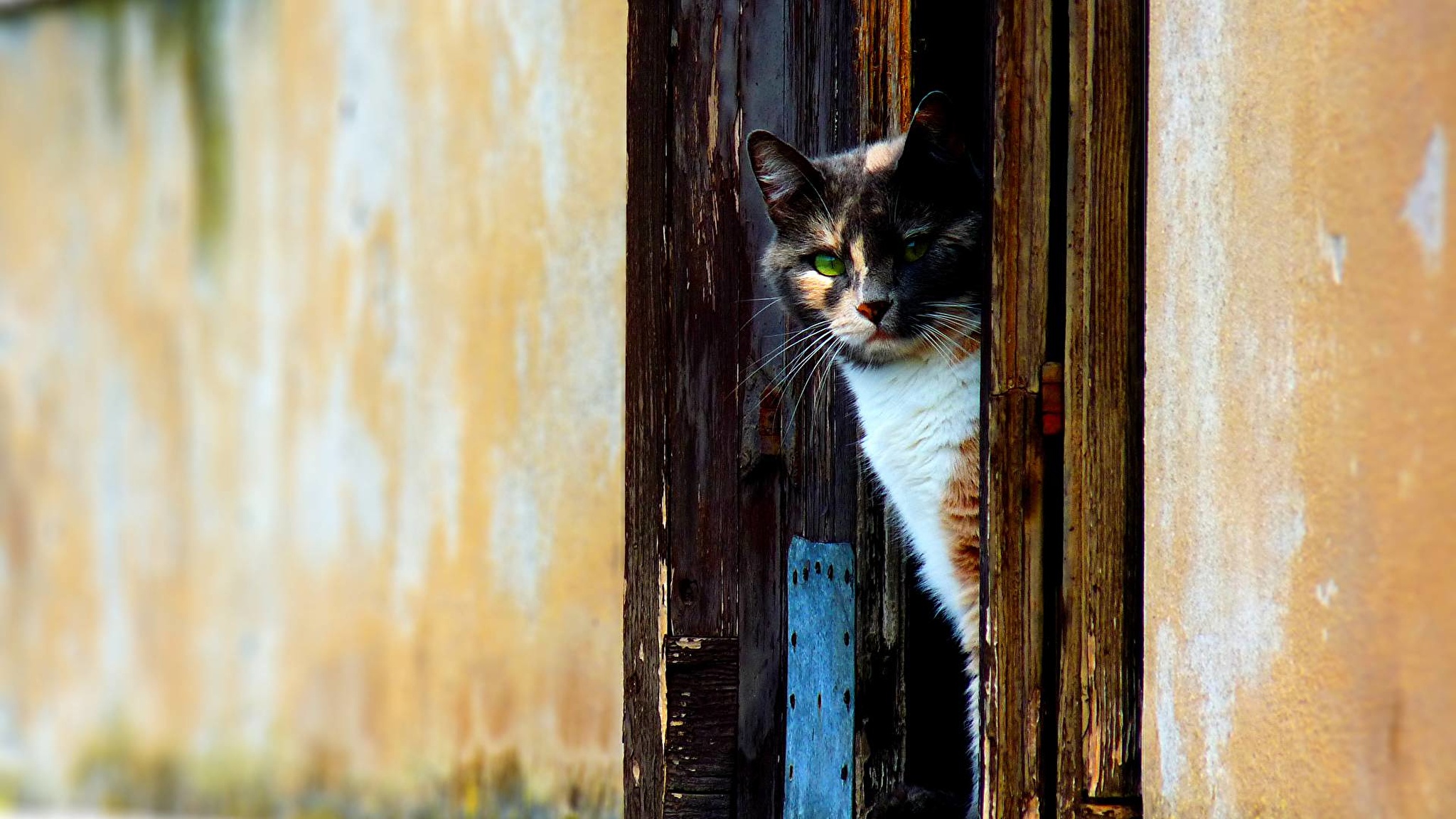 Котенок выглядывает из за двери