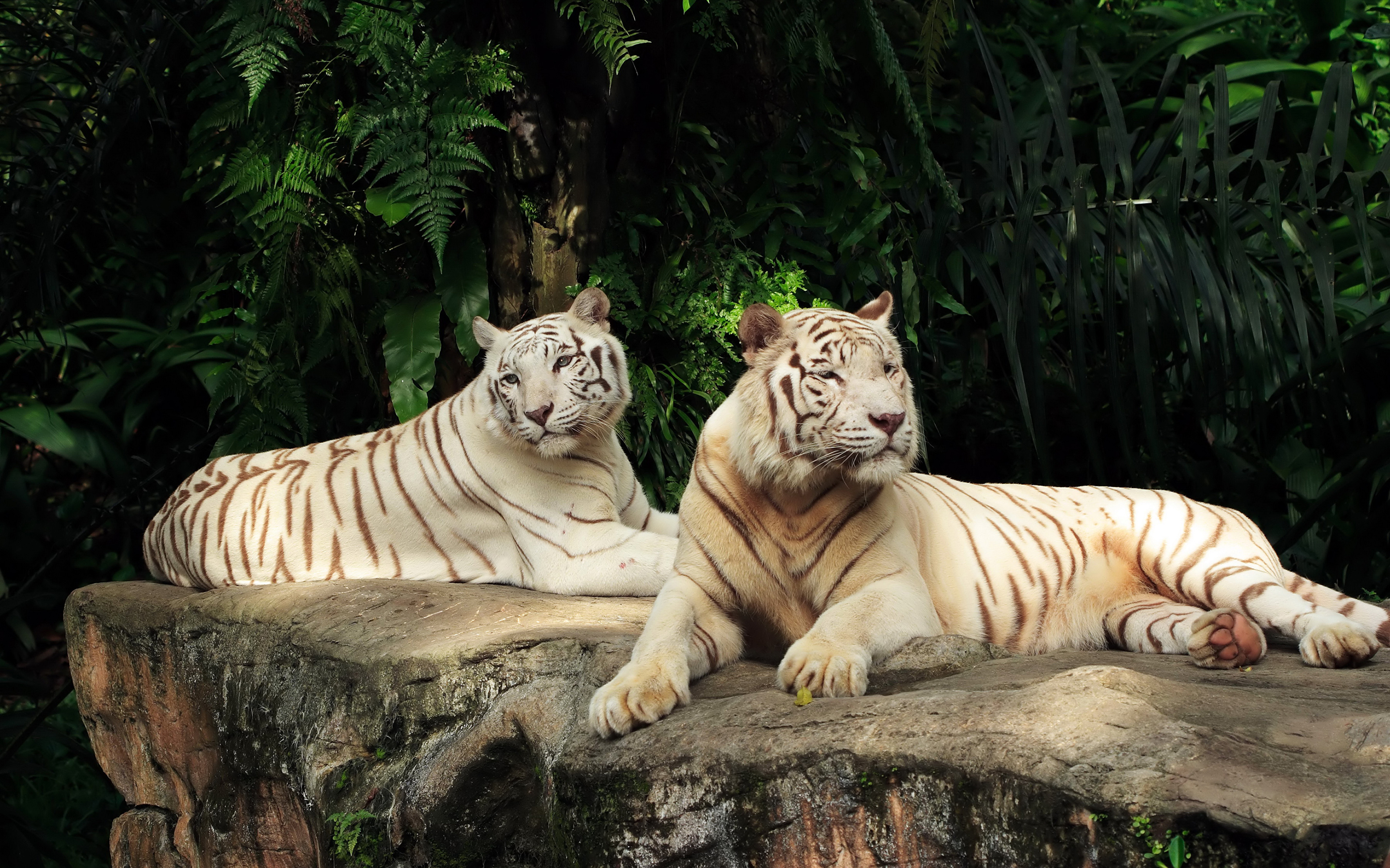 Обои на комп. Золотой тигр альбинос. Бенгальский тигр. Картинки на рабочий стол животные. Фотообои животные.