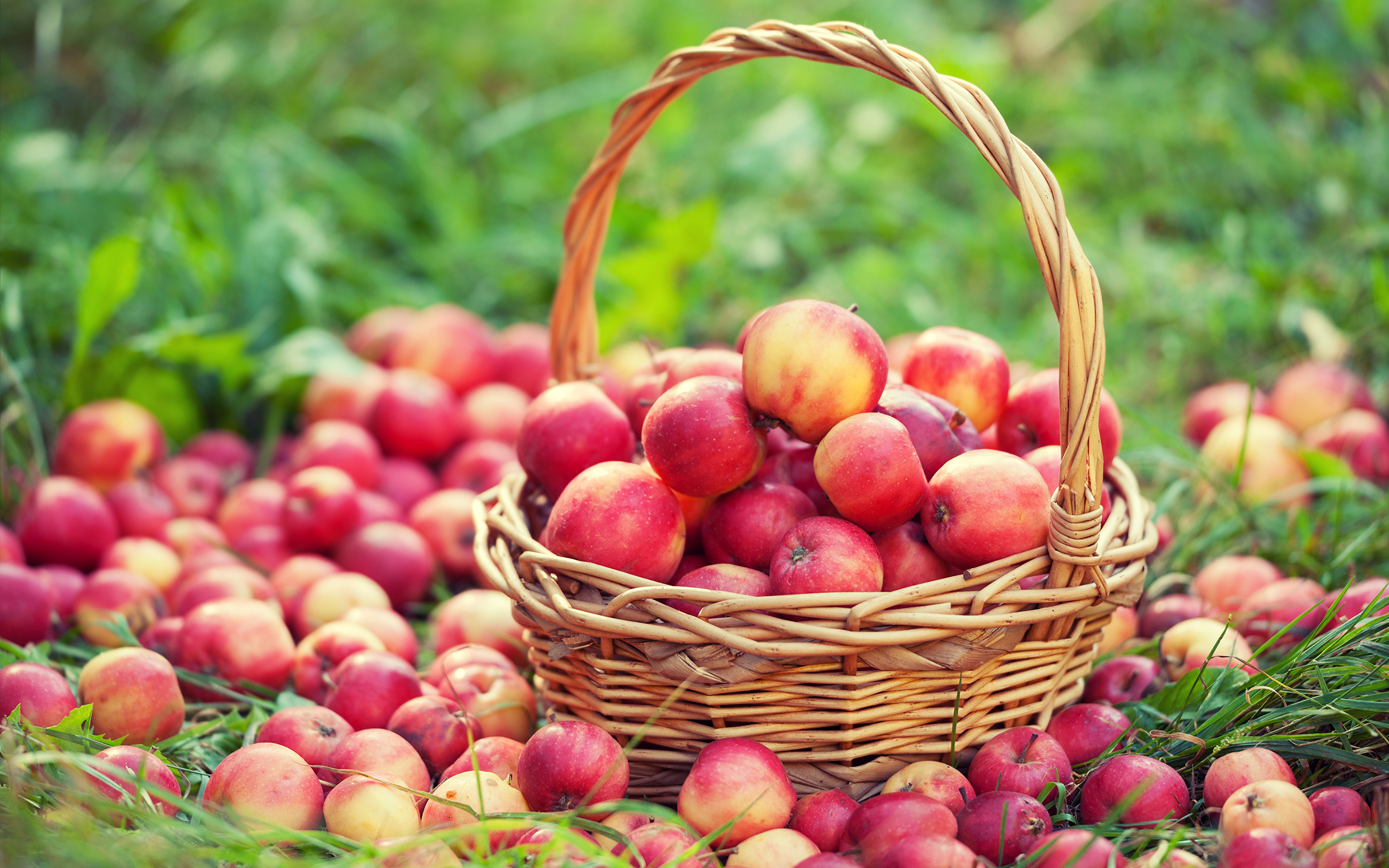 Яблочный спас пересказ. Корзины с яблоками. Урожай яблок. Хороший урожай. Корзина с красными яблоками.