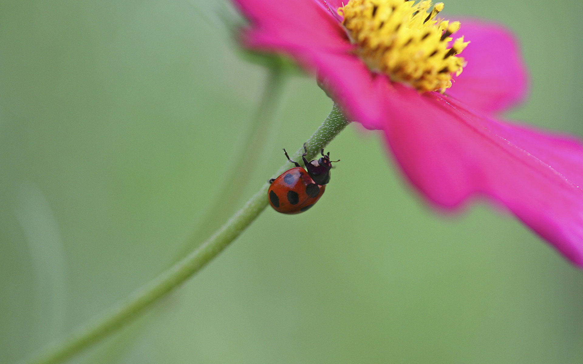 природа цветы насекомое животные божья коровка nature flowers insect animals God ladybug скачать