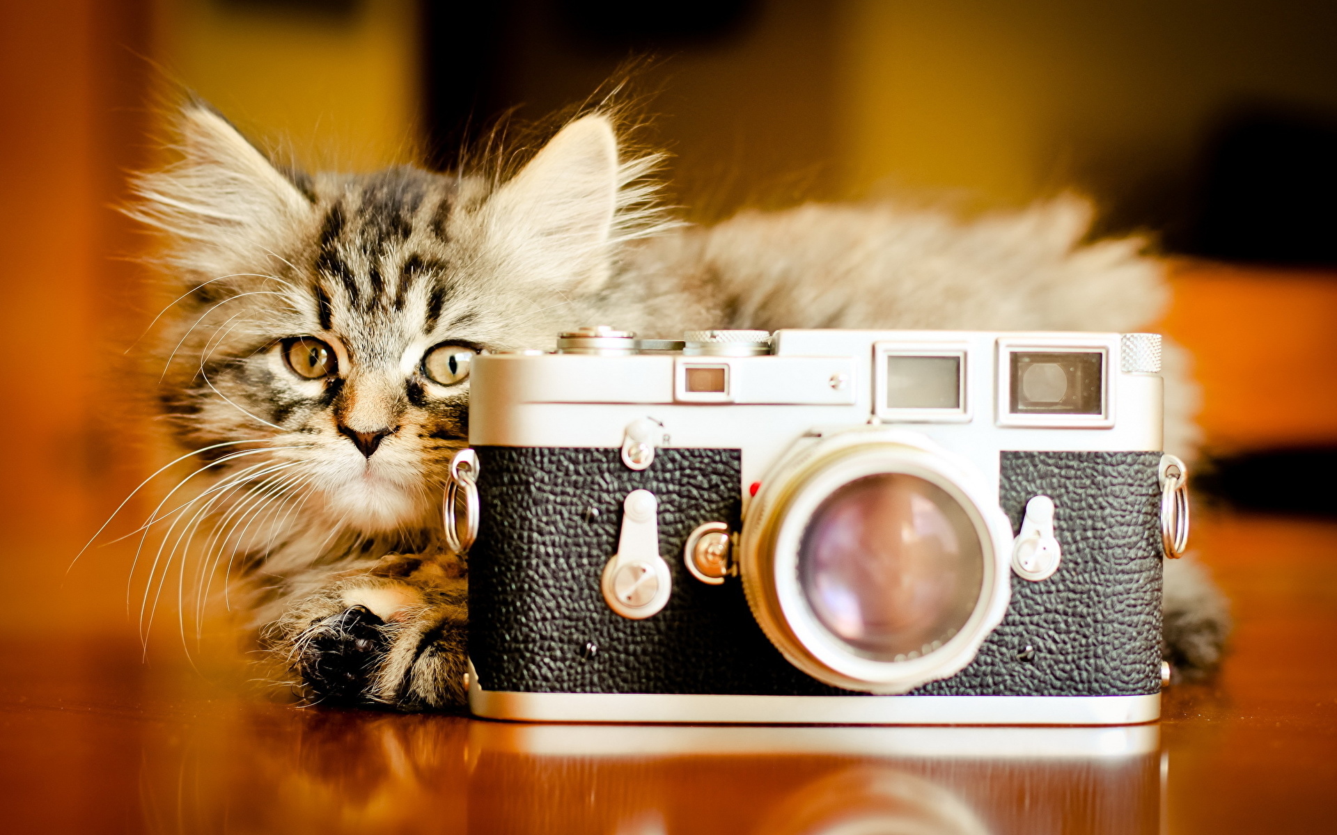 Nikon фотоаппарат техника кот животное без смс